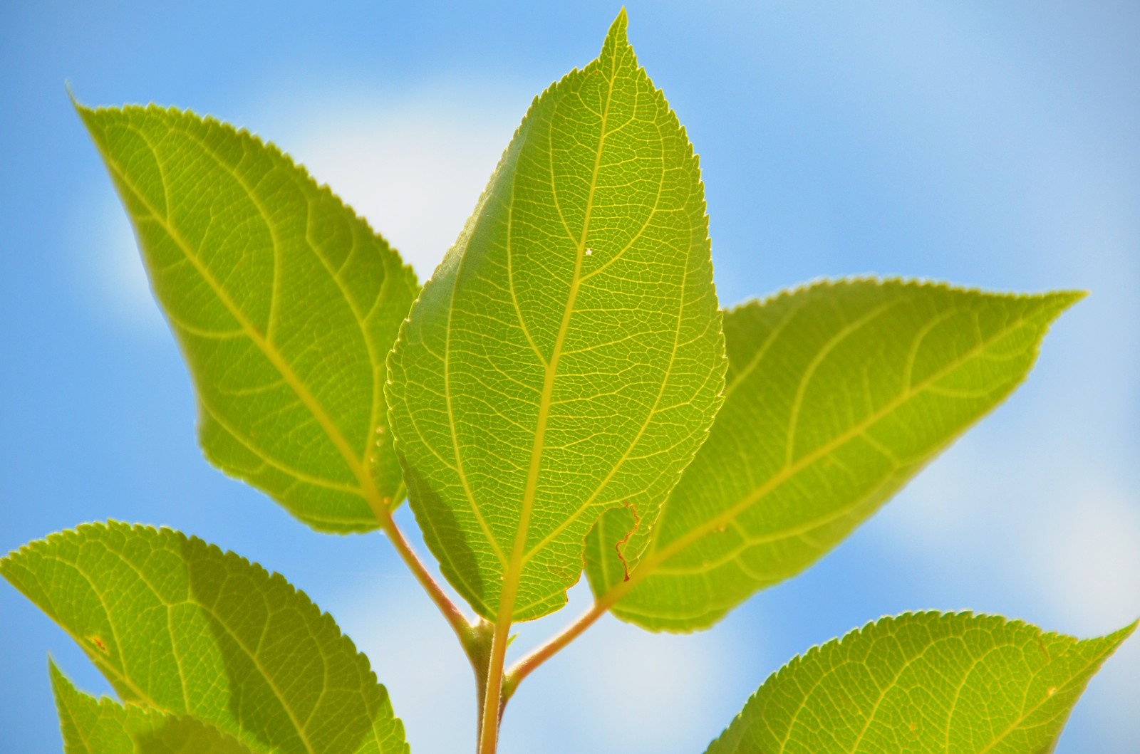 柴米油盐有禅意一花一叶即菩提晒伤的沙果树叶子原创摄影