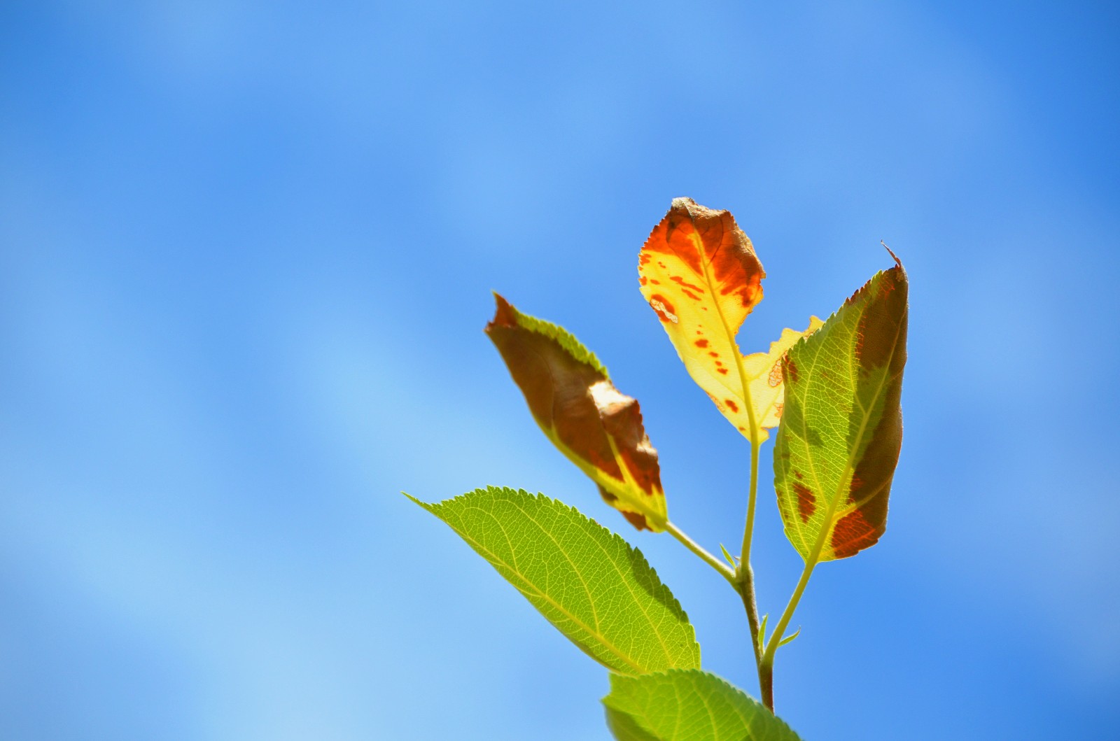 柴米油盐有禅意一花一叶即菩提晒伤的沙果树叶子原创摄影
