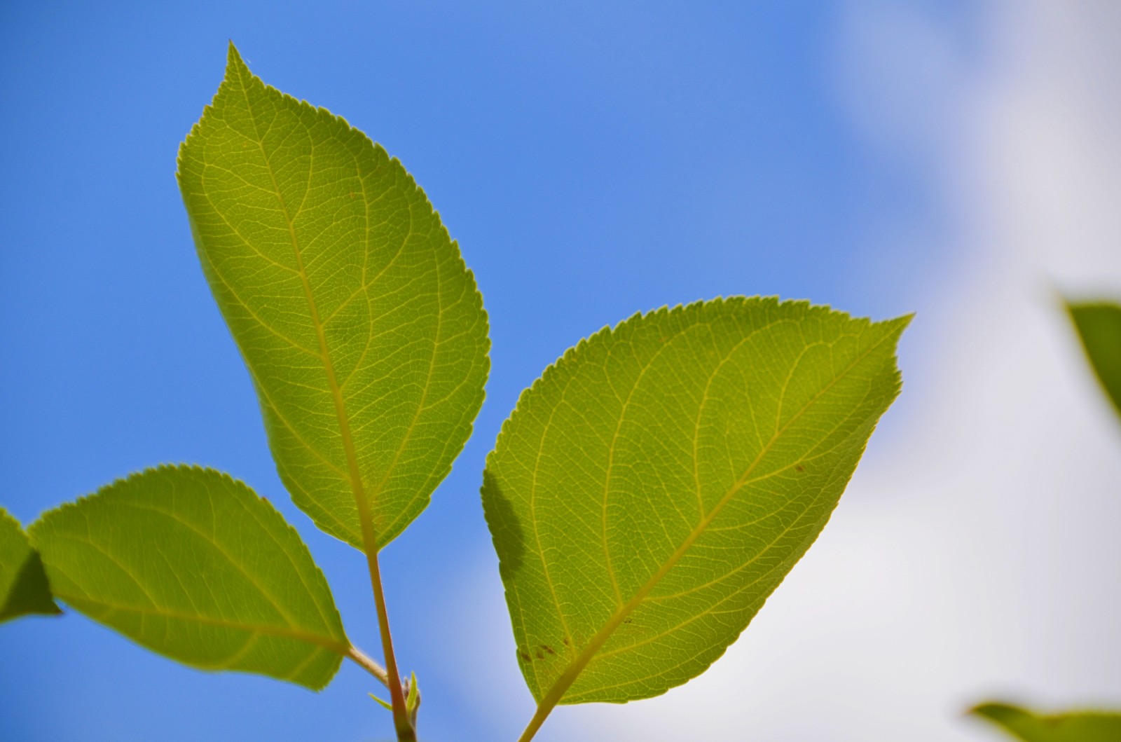 柴米油盐有禅意一花一叶即菩提晒伤的沙果树叶子原创摄影