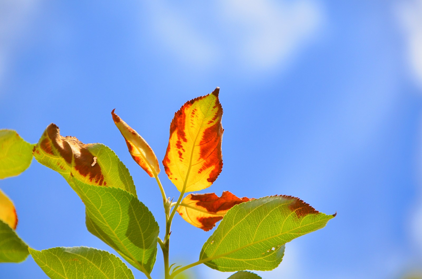 柴米油盐有禅意一花一叶即菩提晒伤的沙果树叶子原创摄影