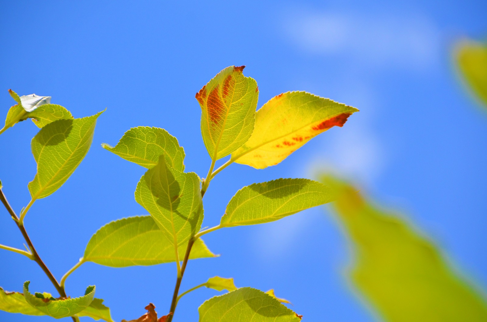 柴米油盐有禅意一花一叶即菩提晒伤的沙果树叶子原创摄影