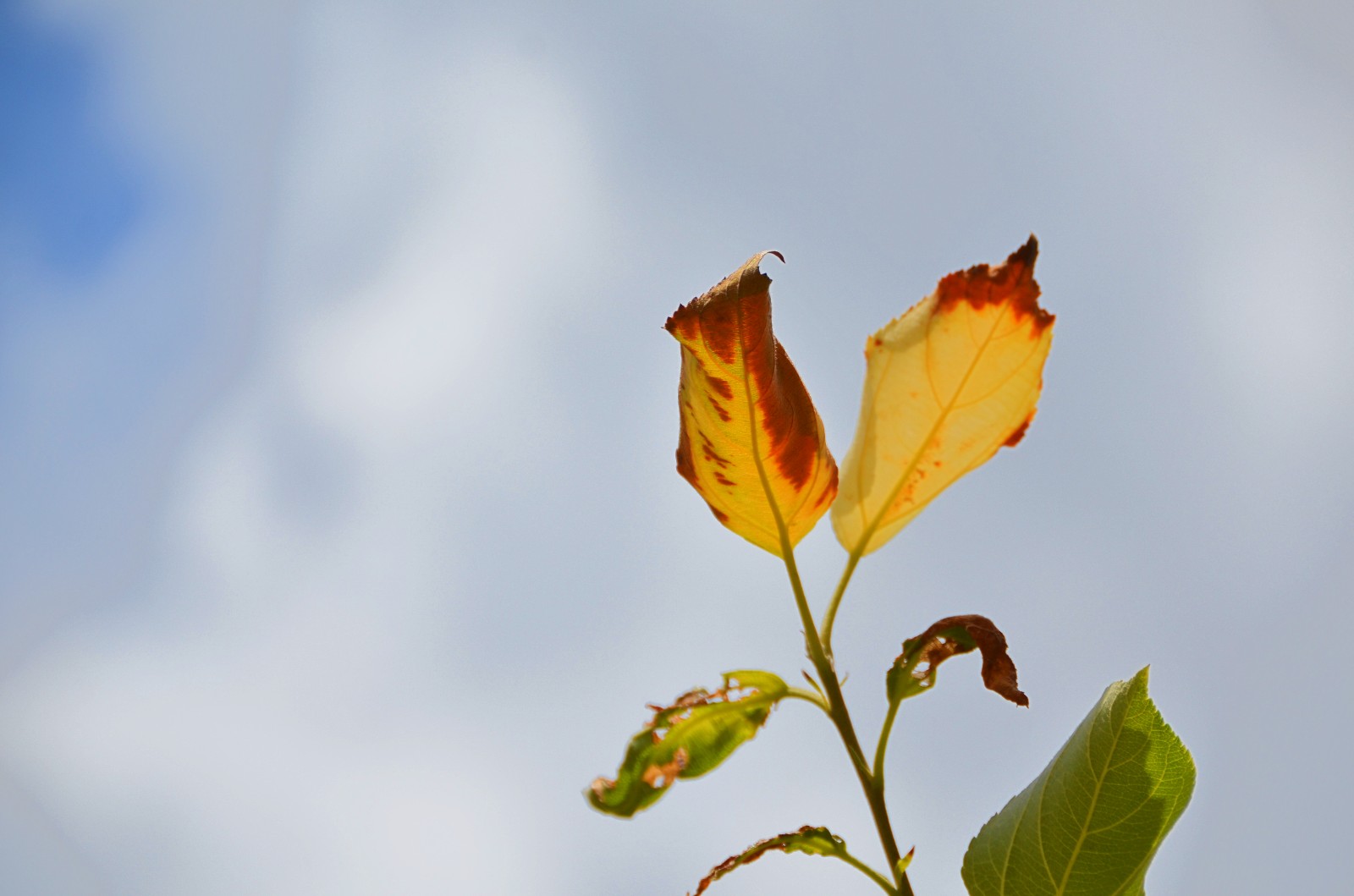 柴米油盐有禅意一花一叶即菩提晒伤的沙果树叶子原创摄影
