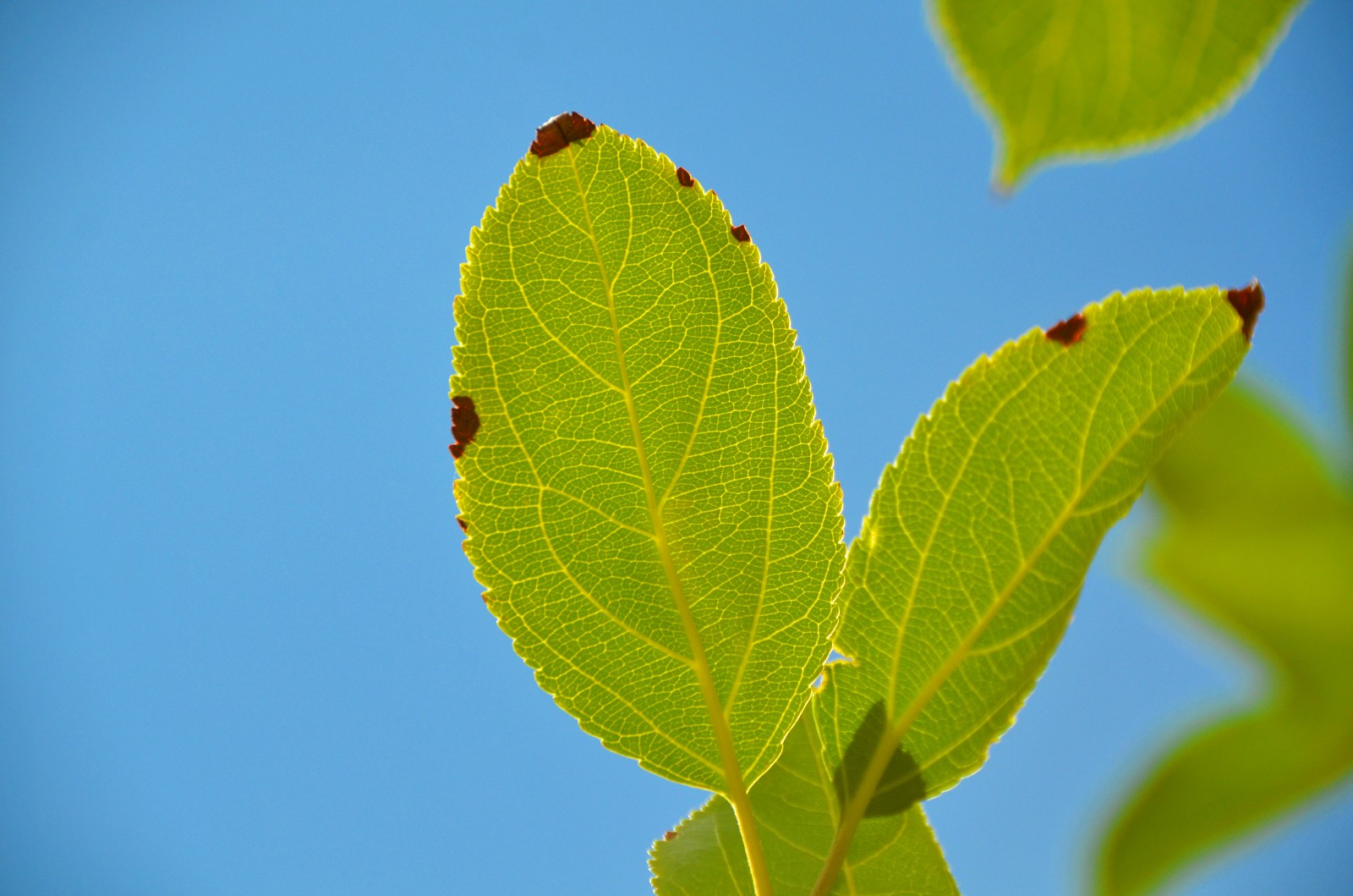 柴米油盐有禅意一花一叶即菩提晒伤的沙果树叶子原创摄影