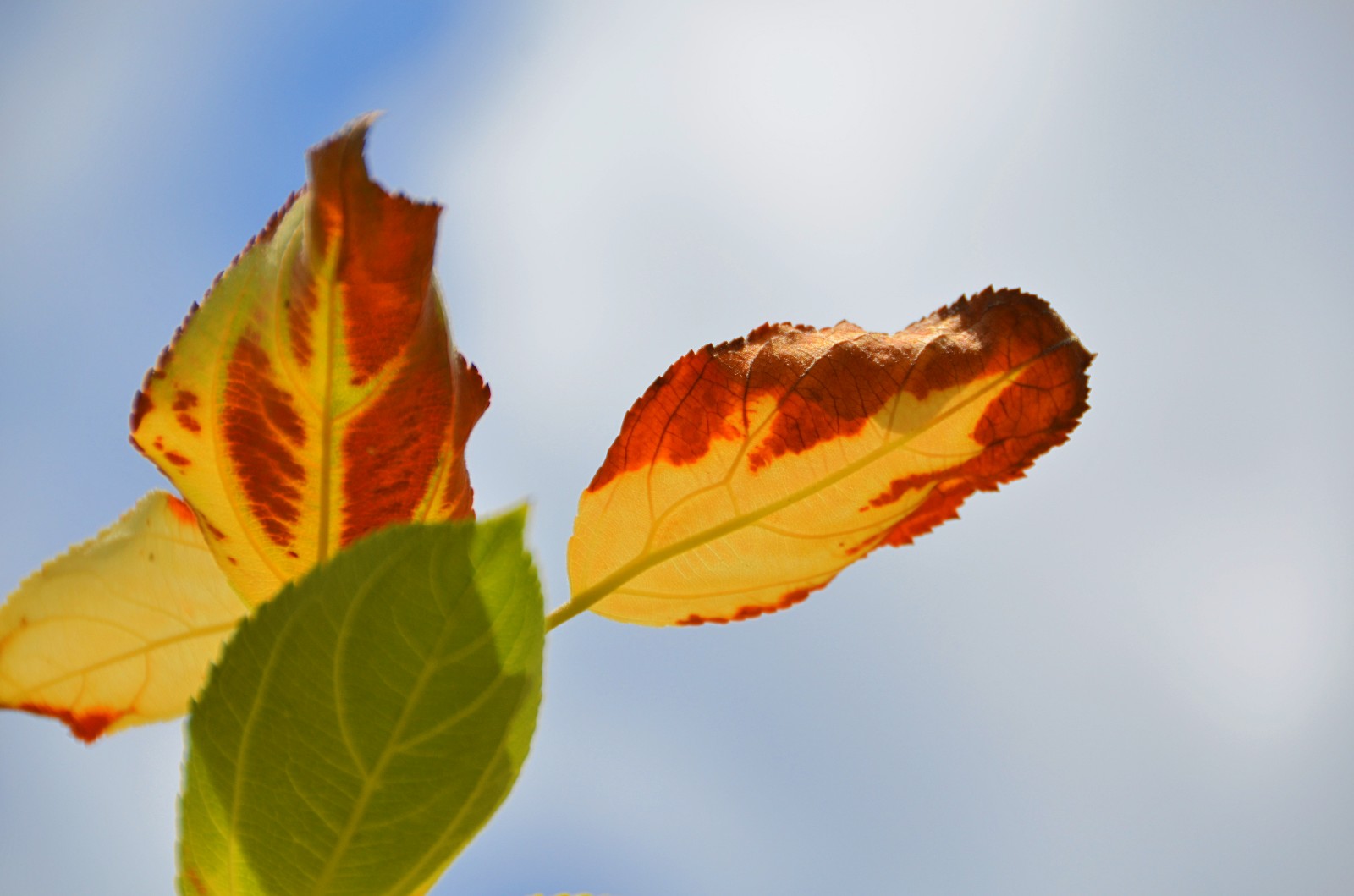 柴米油盐有禅意一花一叶即菩提晒伤的沙果树叶子原创摄影