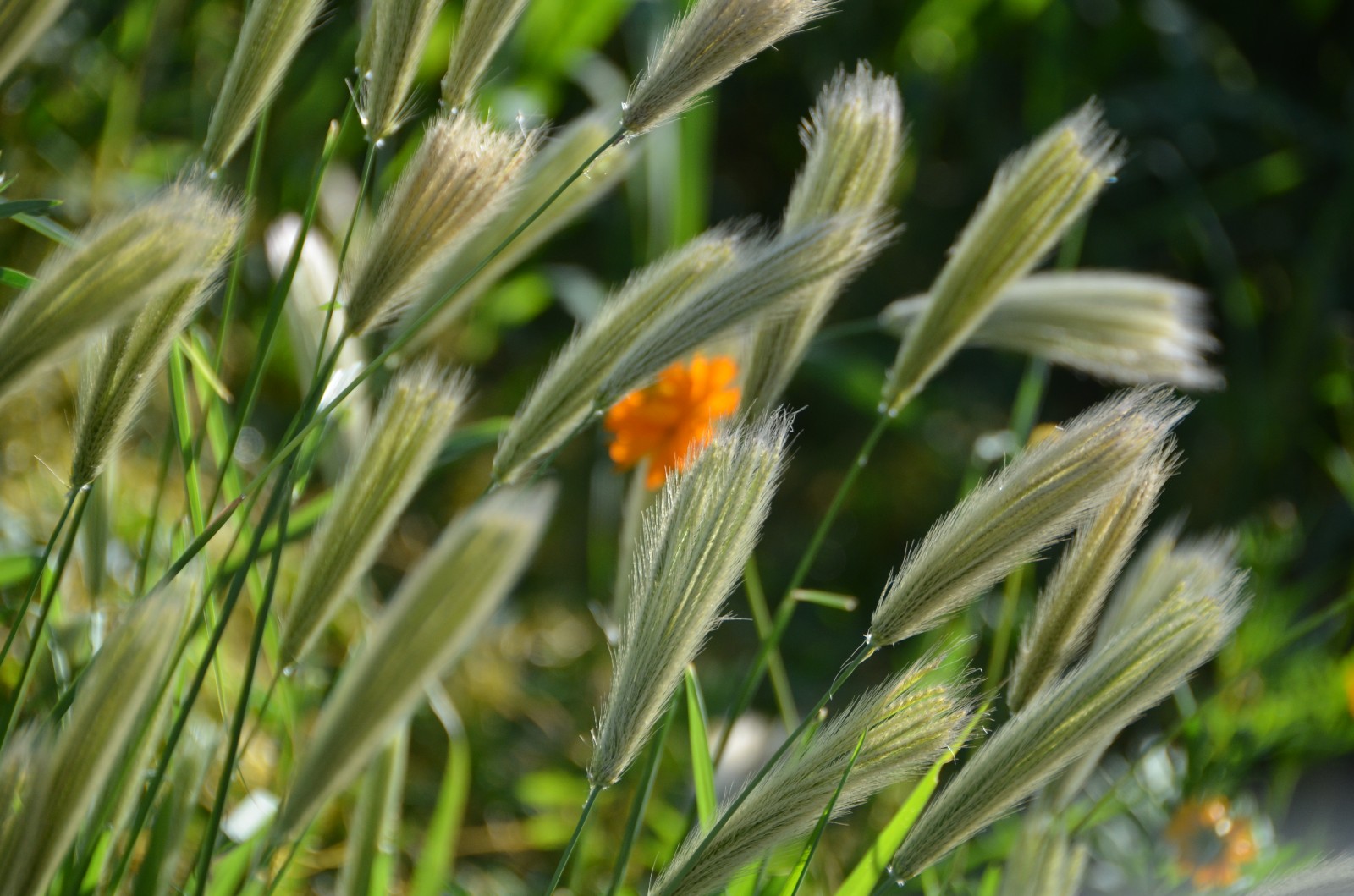看一看撇捺人生品一品岁月甘苦虎尾草原图