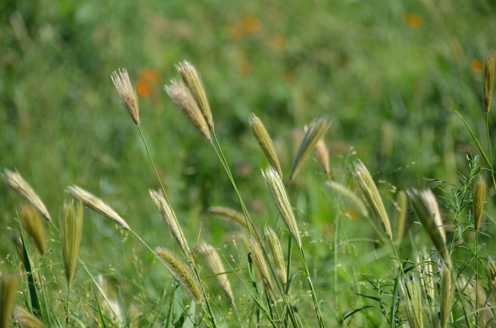 看一看撇捺人生品一品岁月甘苦虎尾草原图