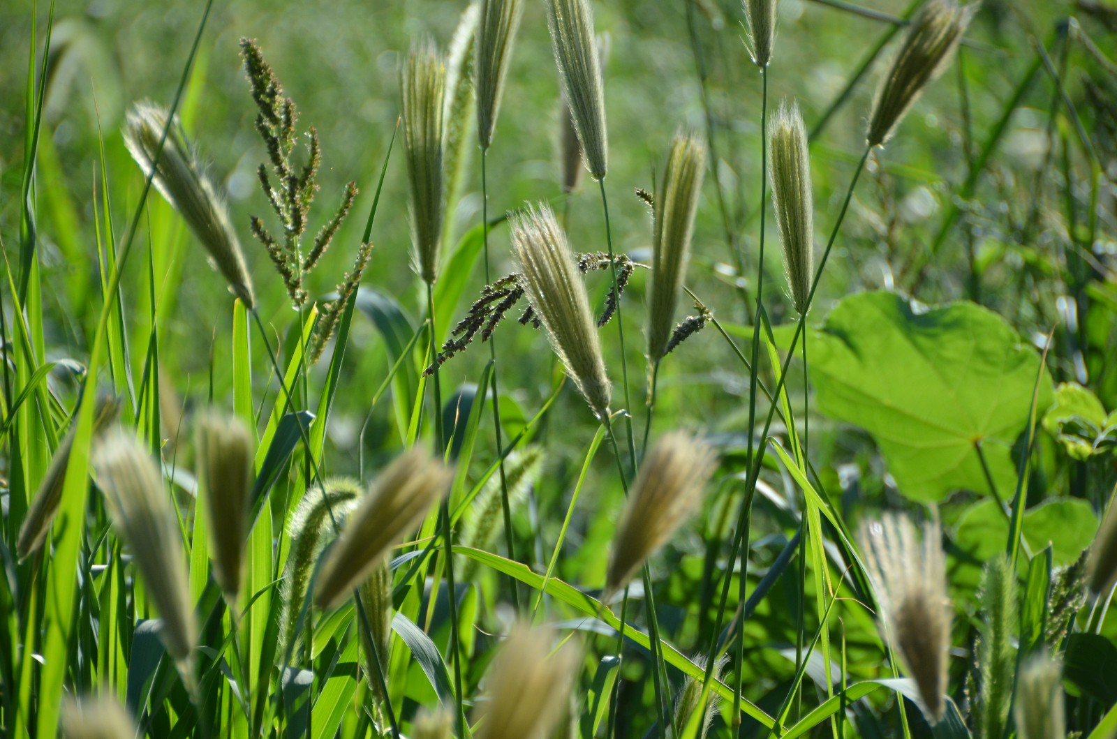 看一看撇捺人生品一品岁月甘苦虎尾草原图