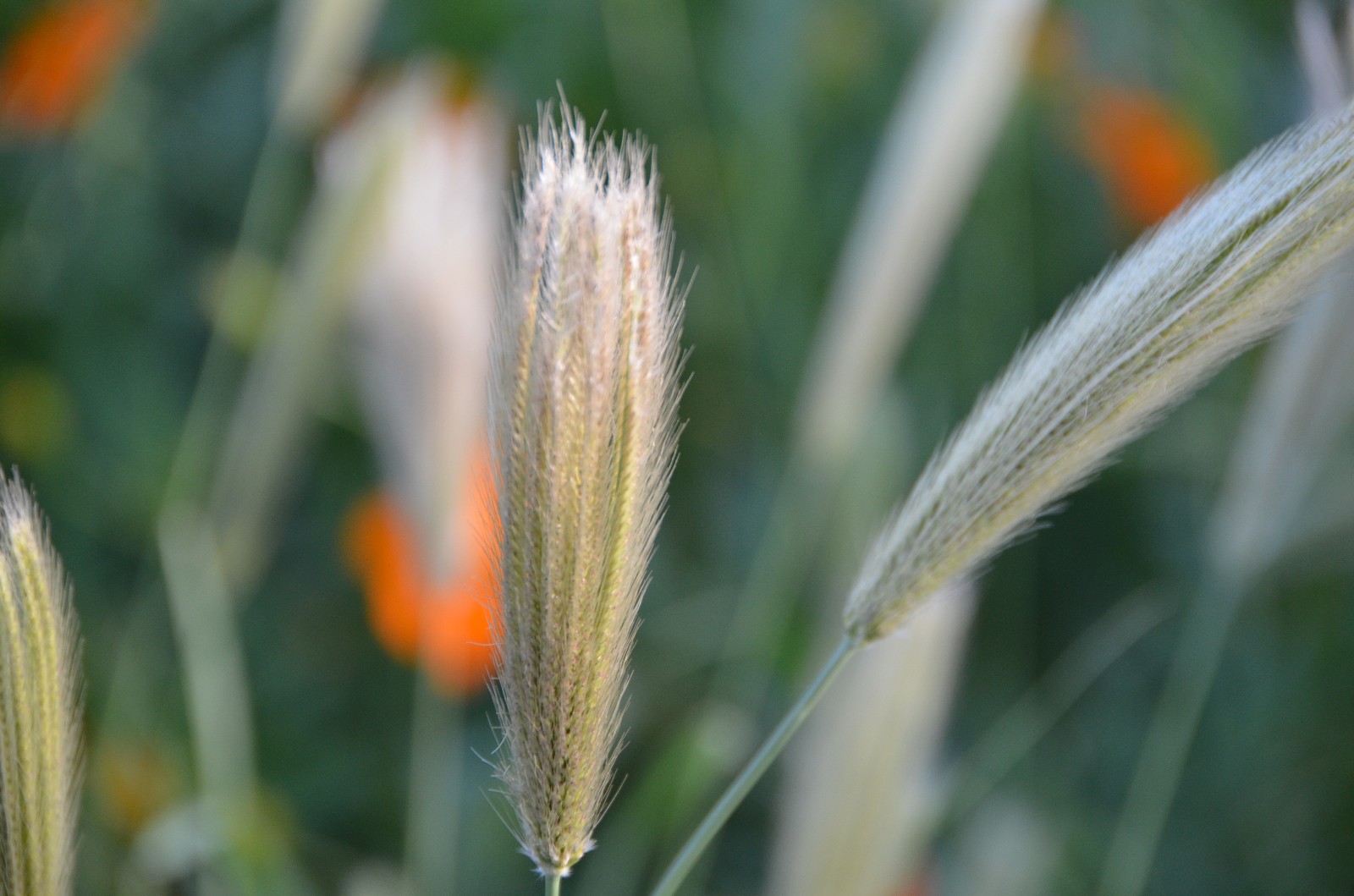 看一看撇捺人生品一品岁月甘苦虎尾草原图
