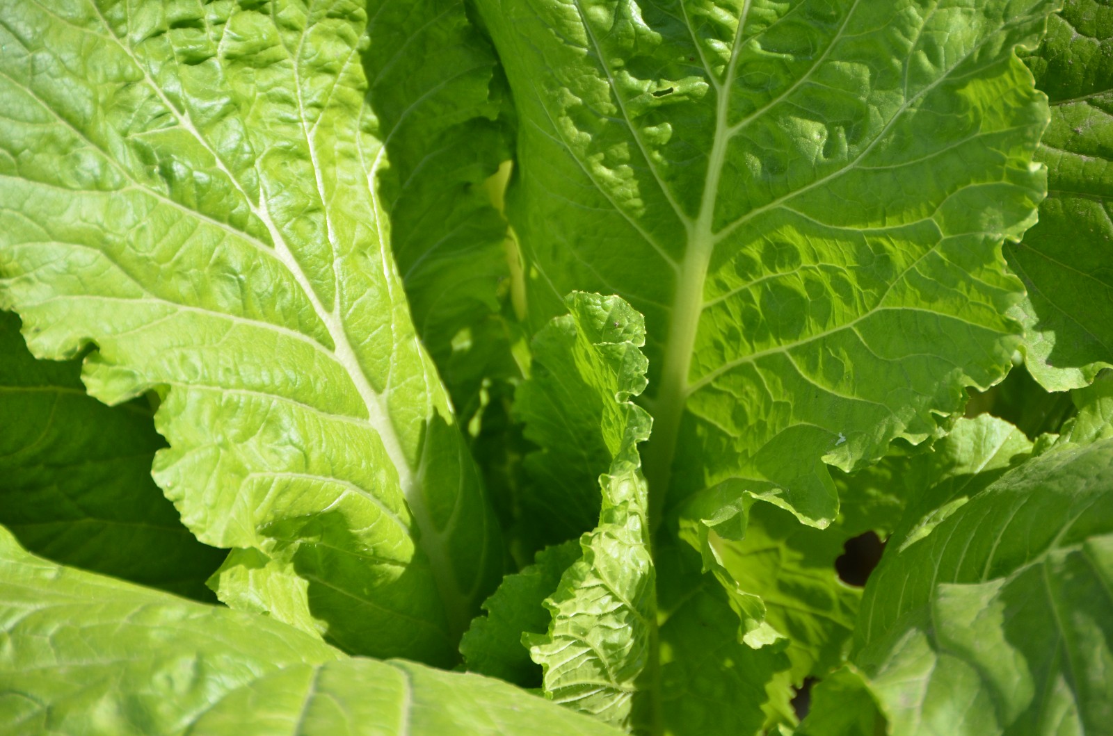 每种植物都是花白菜也是花原创摄影