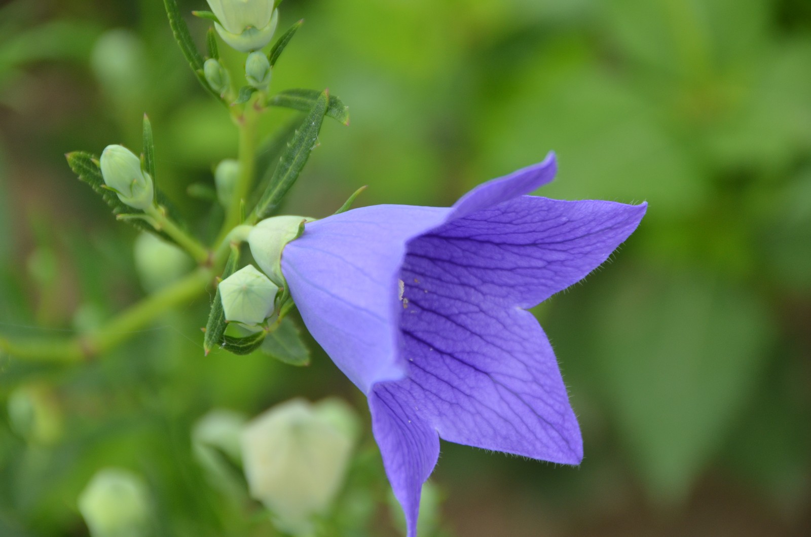 不争不抢默默地坚持一花开放便可动人桔梗花原创摄影