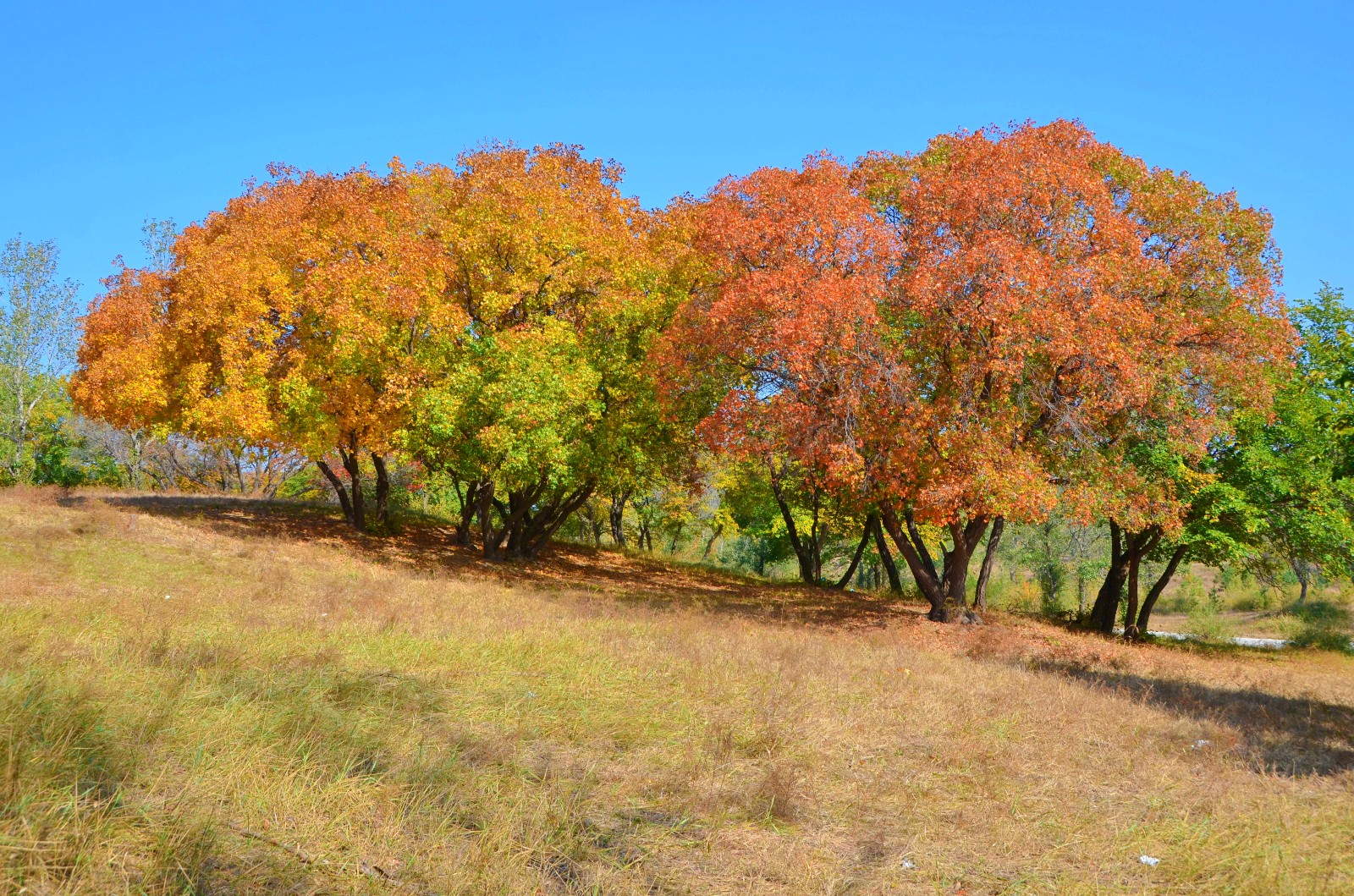 美丽的枫树，乌旦塔拉五角枫森林公园，原创摄影|五角枫|枫树|森林公园_新浪新闻
