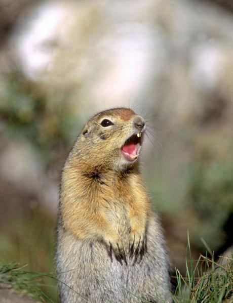 还记得咆哮鼠吗, 摄影师拍下北极地鼠瞬间, 呆萌可爱!