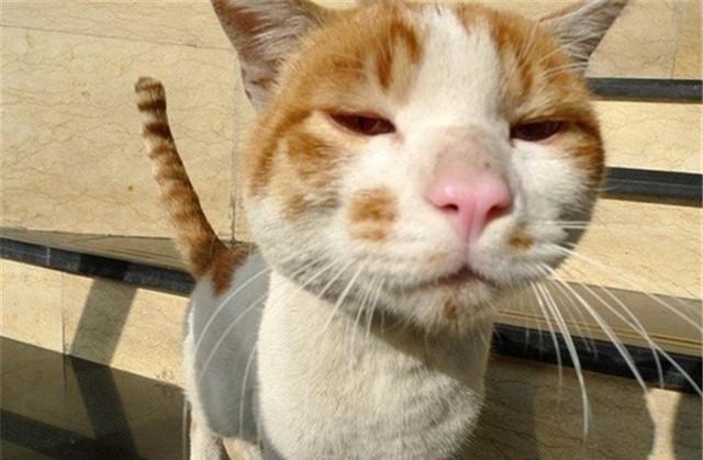 猫咪一脸花痴的凝望男主人真心认真的男人最帅又是只痴情女猫