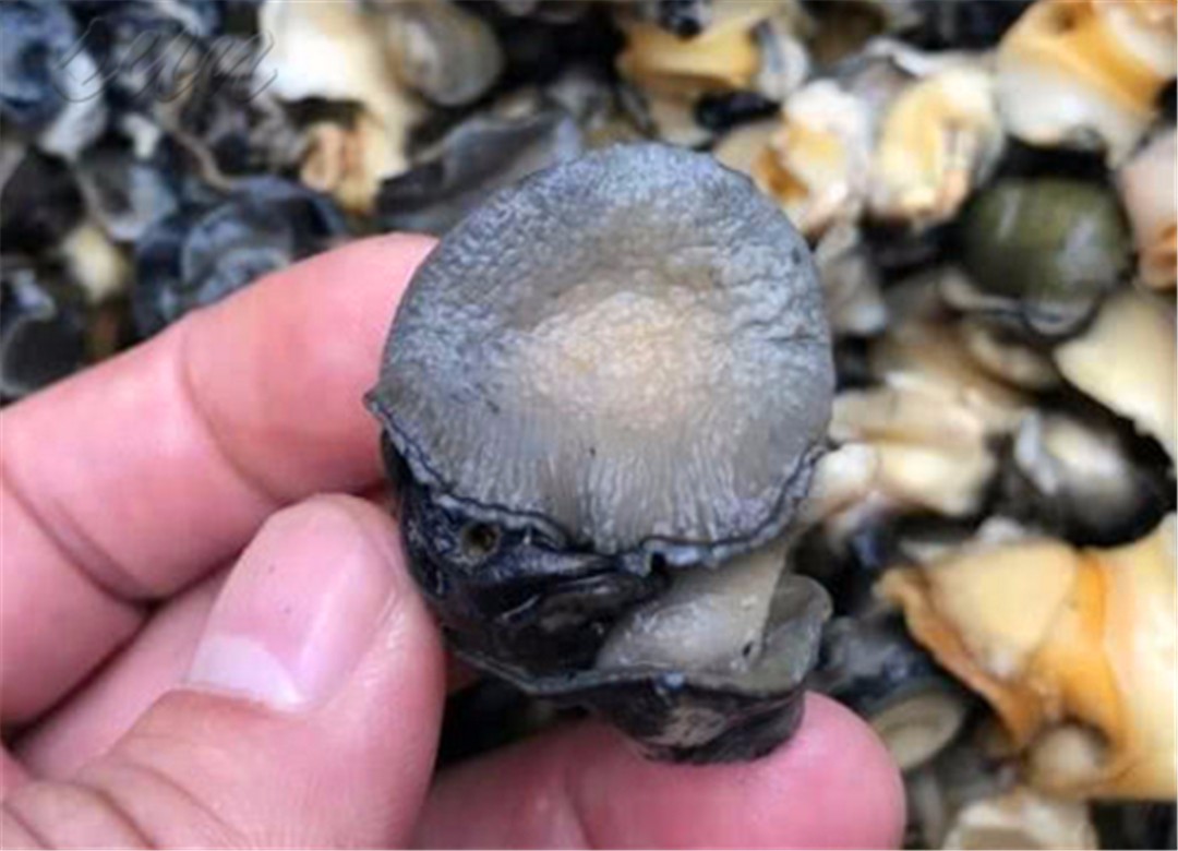 媳妇在农村集市花20元买回这货婆婆在家看见后直接给扔掉