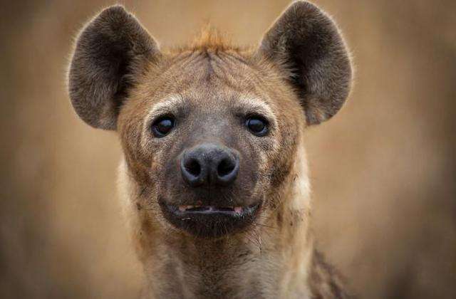 40多条鬣狗围堵7头野牛,牛哥岂能认怂,世纪大战一触即发