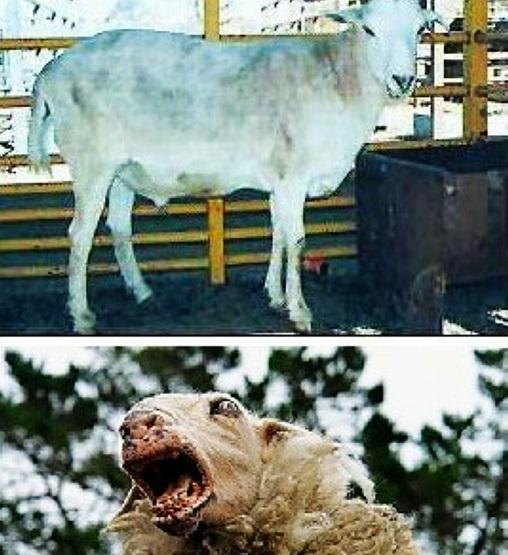 地球上5大人类创造的杂交动物, 第三被认为肉类行业最伟大的成就