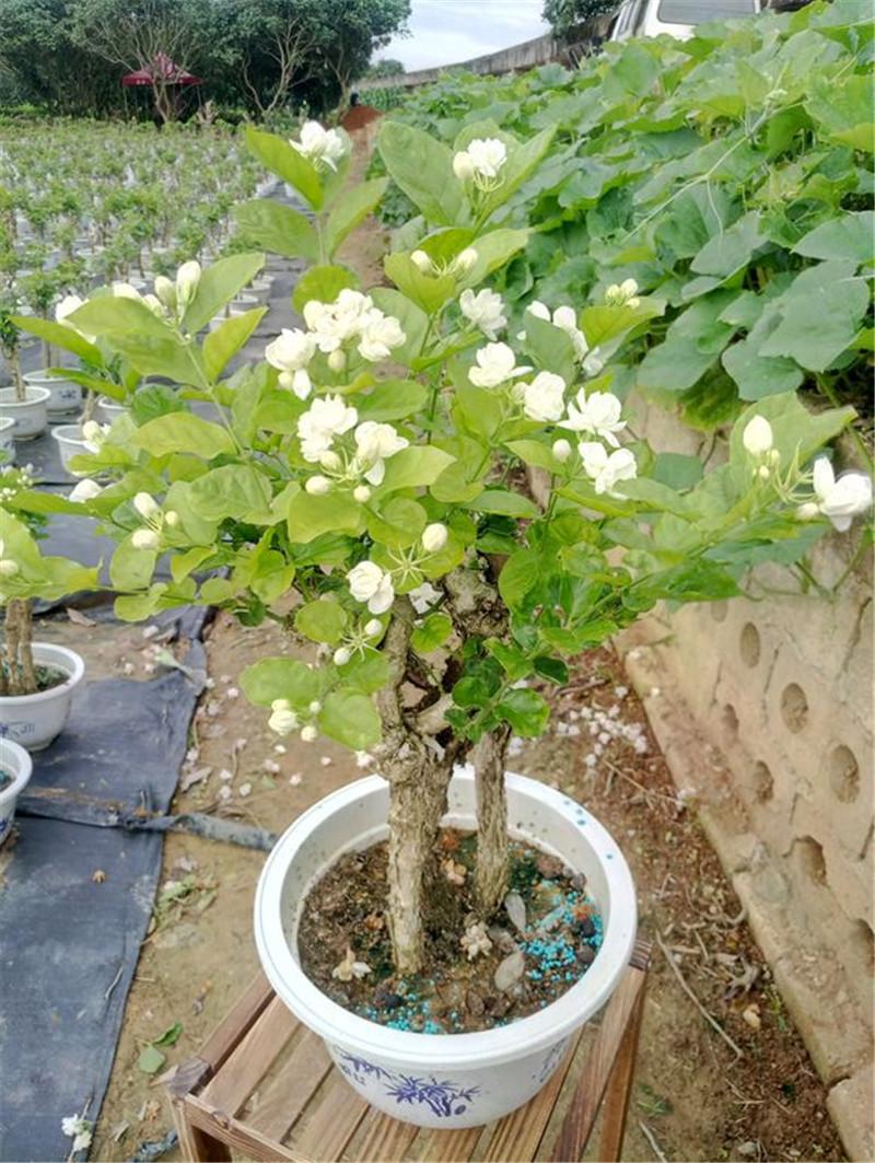 老王养的茉莉花1年开3次一次比一次香有妙招