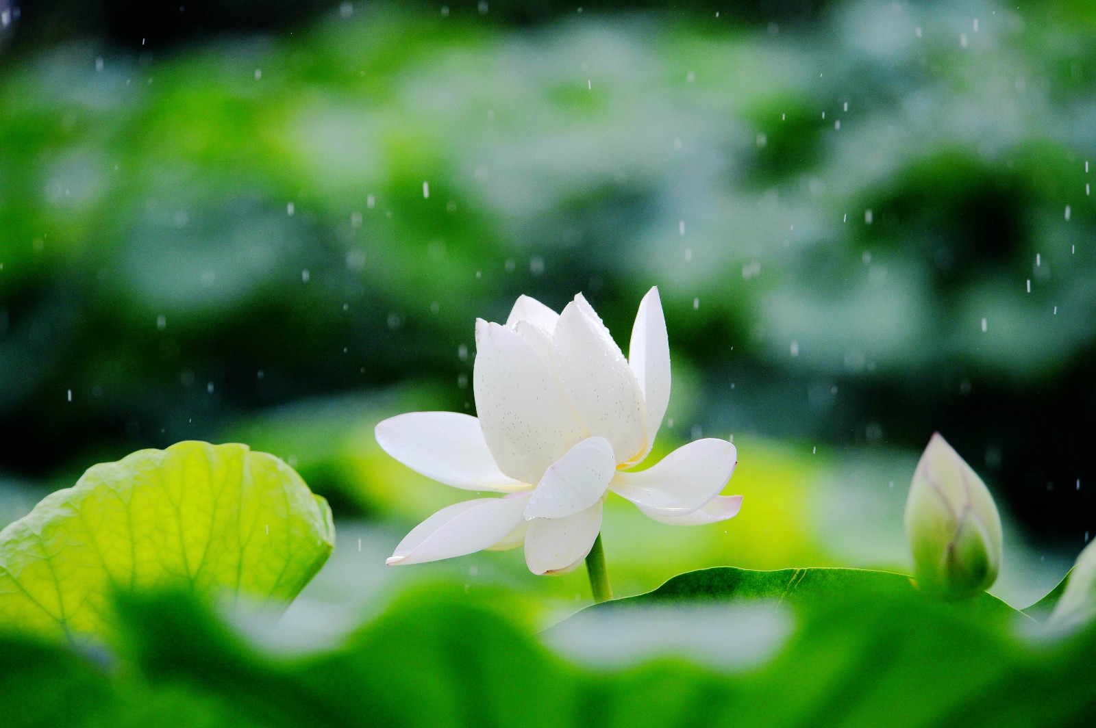 河南汝南南海禅寺前白莲花盛开,来看看雨中有多美