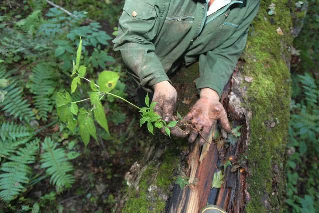 肿瘤克星是这一种"植物", 经常吃能杀死你体内多年的"癌细胞"
