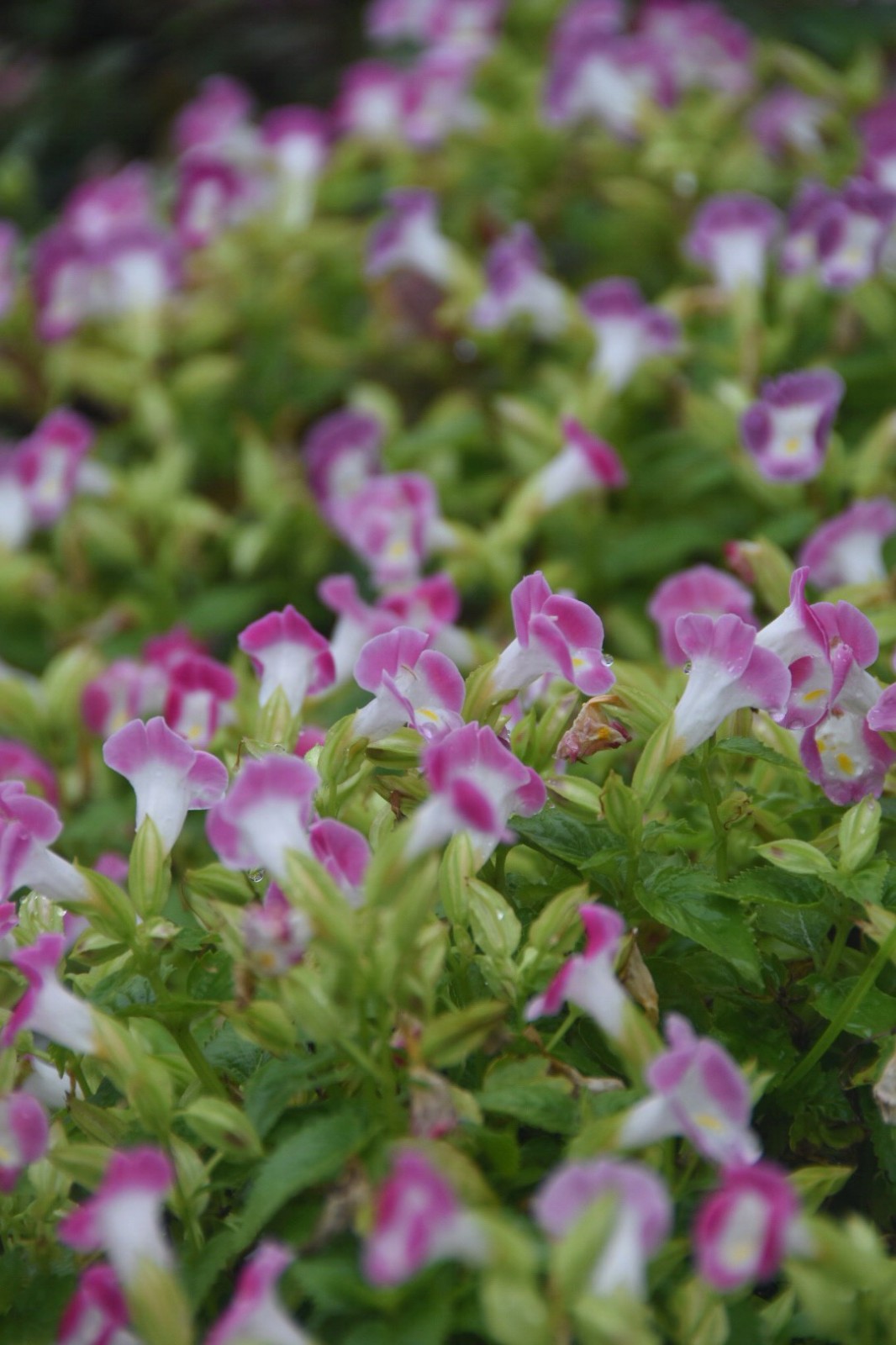 小家碧玉夏堇原创摄影