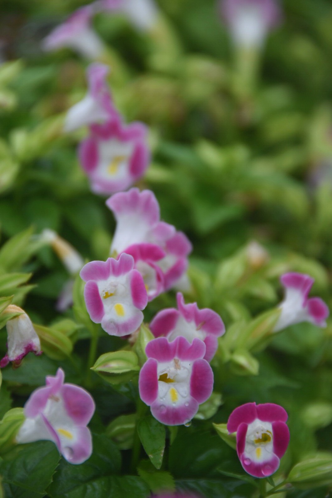 小家碧玉夏堇原创摄影