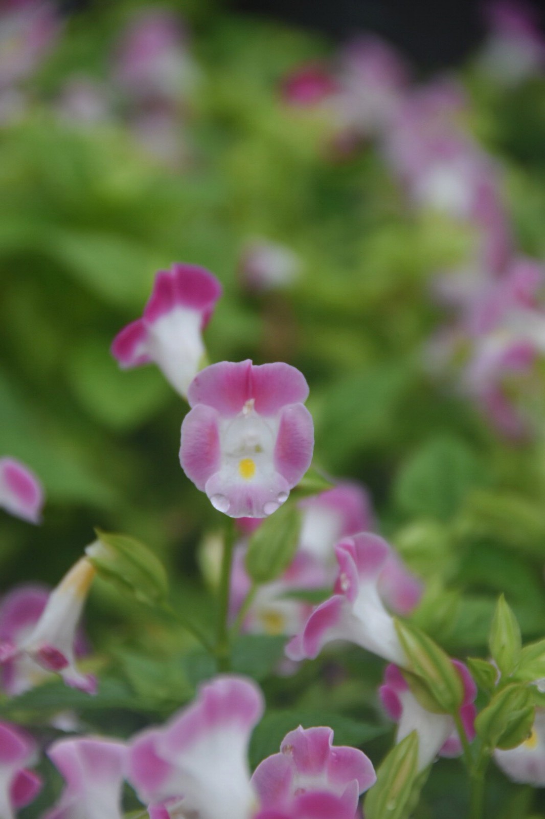 小家碧玉夏堇原创摄影