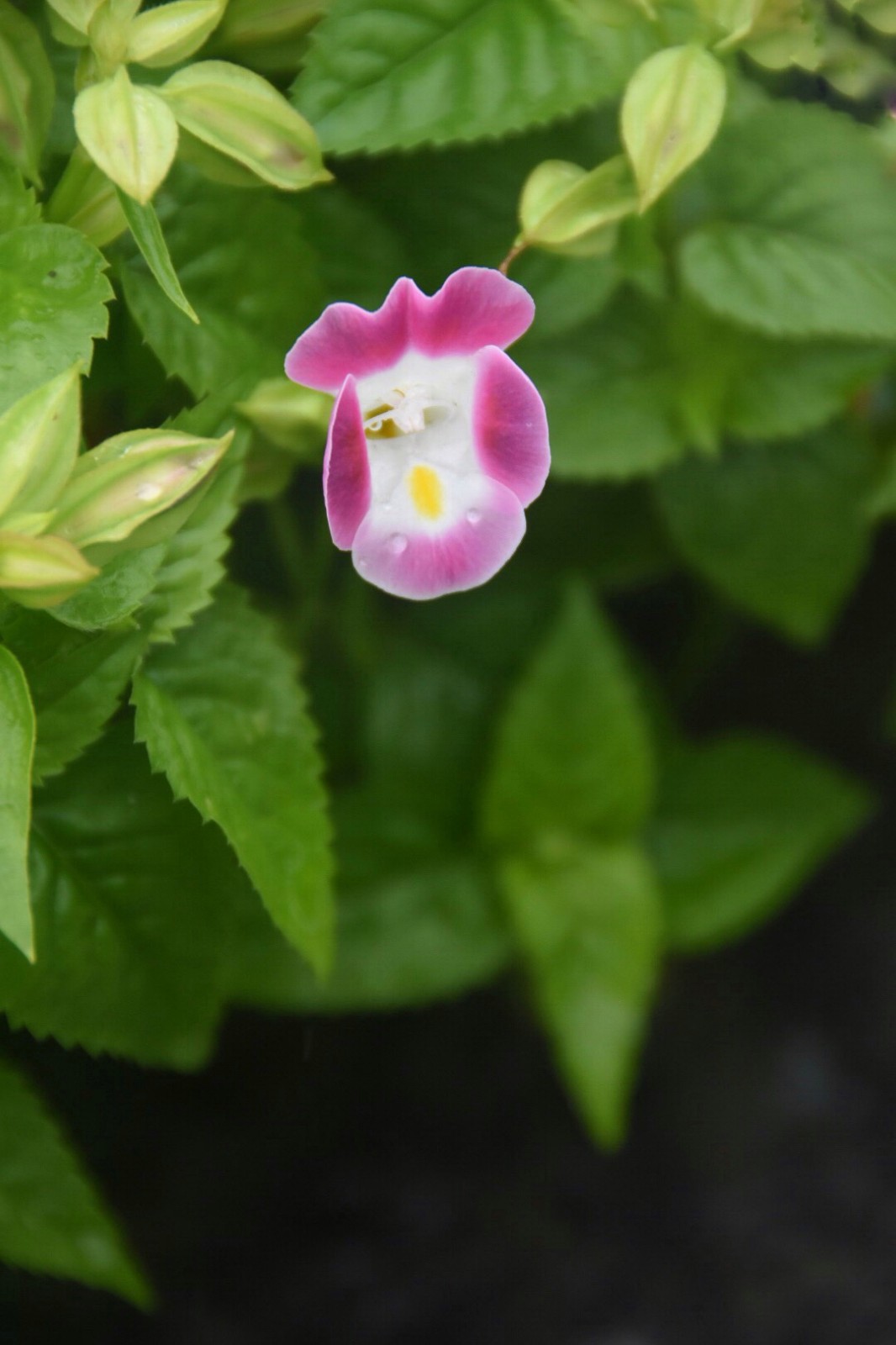 小家碧玉夏堇原创摄影