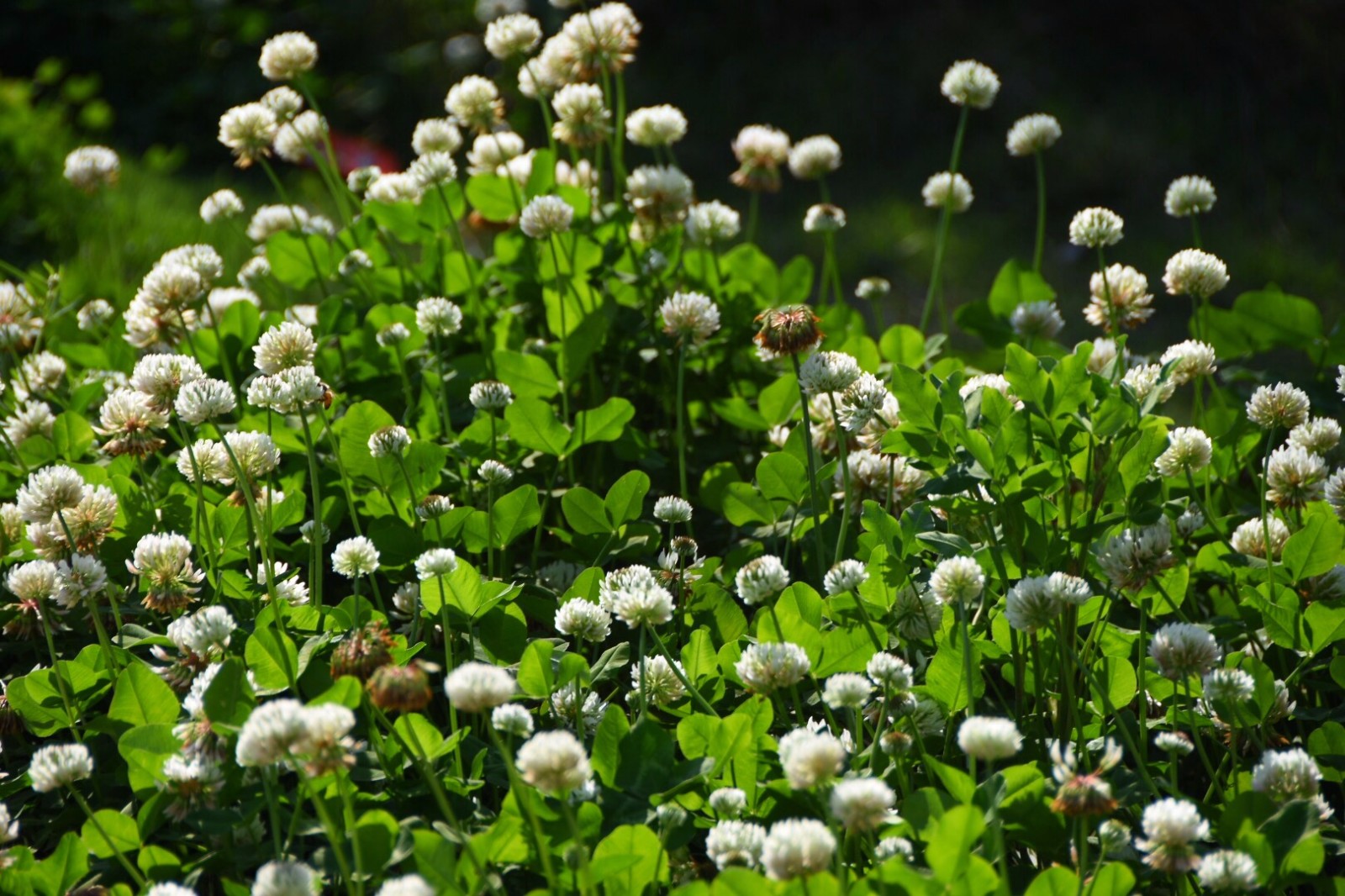 【白车轴草】简单之美