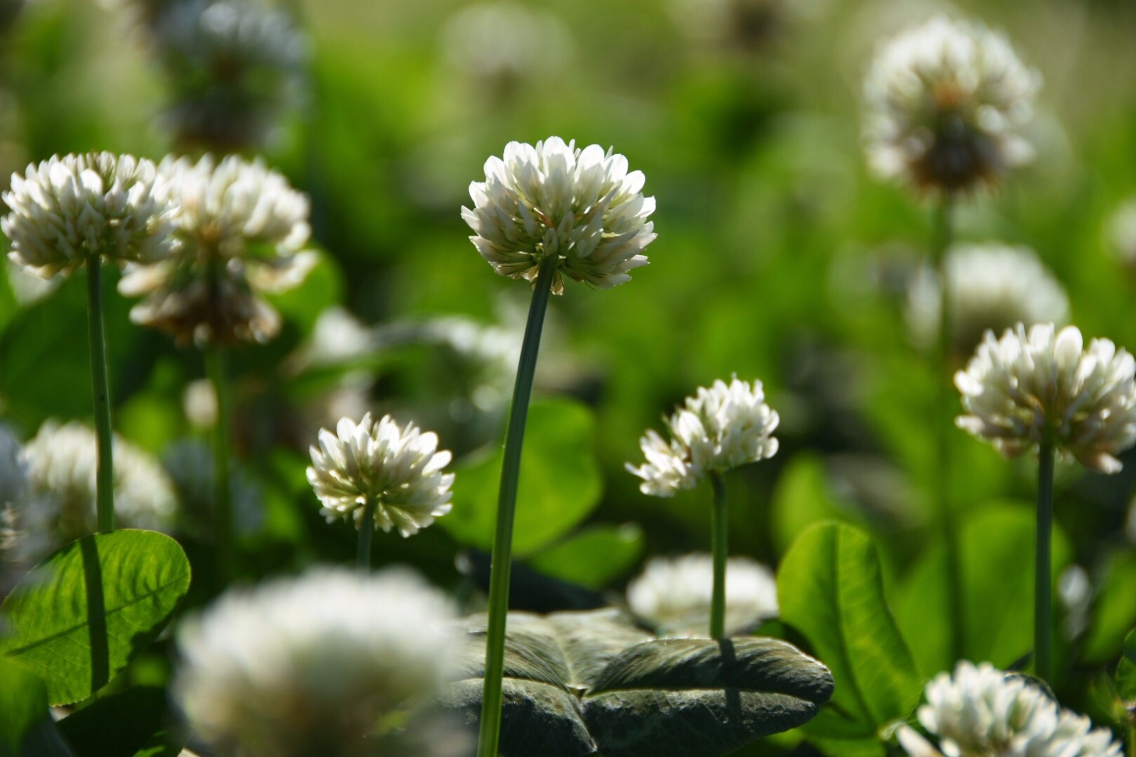 【白车轴草】简单之美