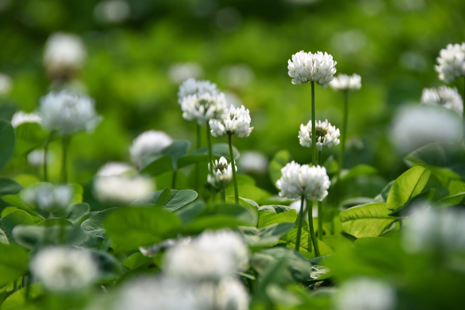 【白车轴草】简单之美|白车轴草|杂草|寓意_新浪新闻
