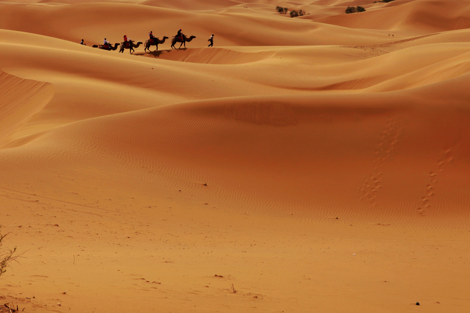 为爱奔走沙坡头|沙坡头|腾格里沙漠|大漠_新浪新闻