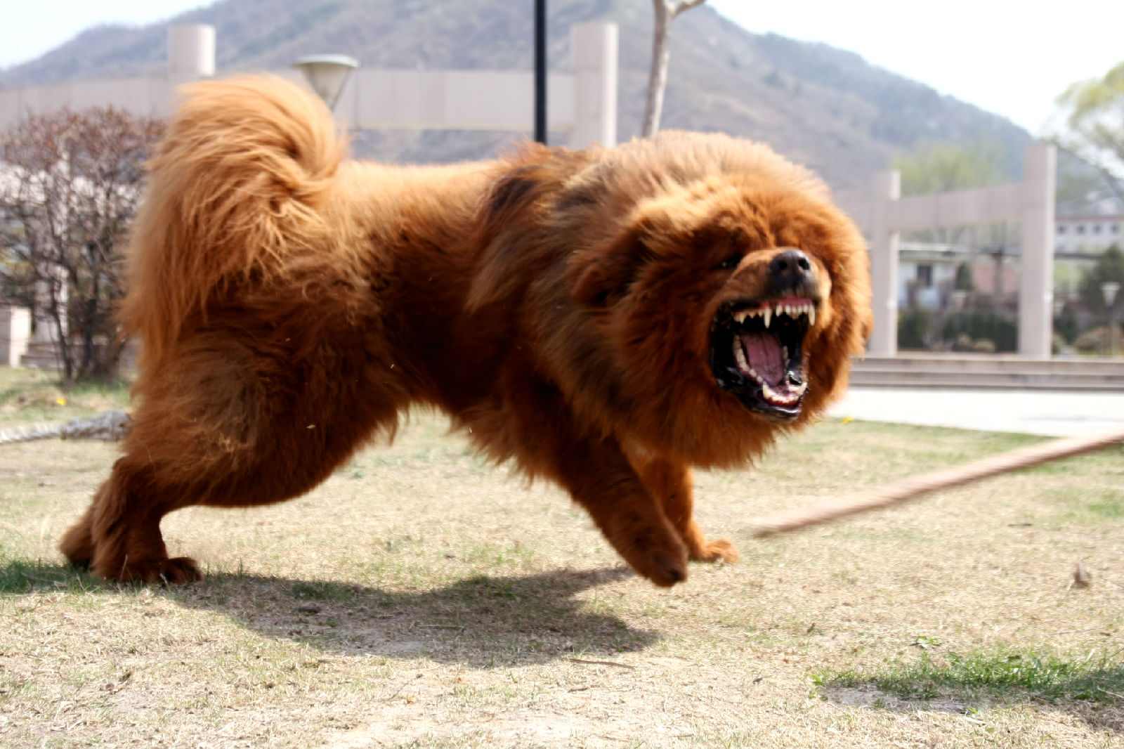 藏獒有多种颜色,包括黑色,棕色,红色和灰色,这个奢侈的品种在中国的