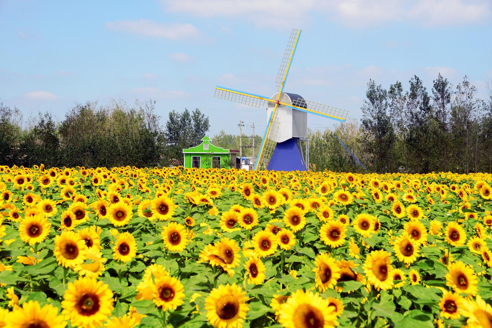 春末夏初,你心中的玫瑰花海究竟长啥样?