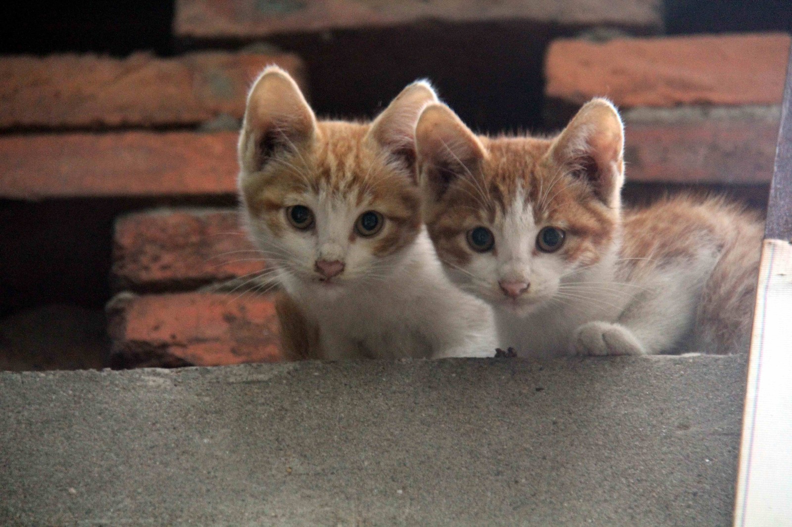 两只可爱的小花猫在雨中找不到妈妈,表情都不淡定了
