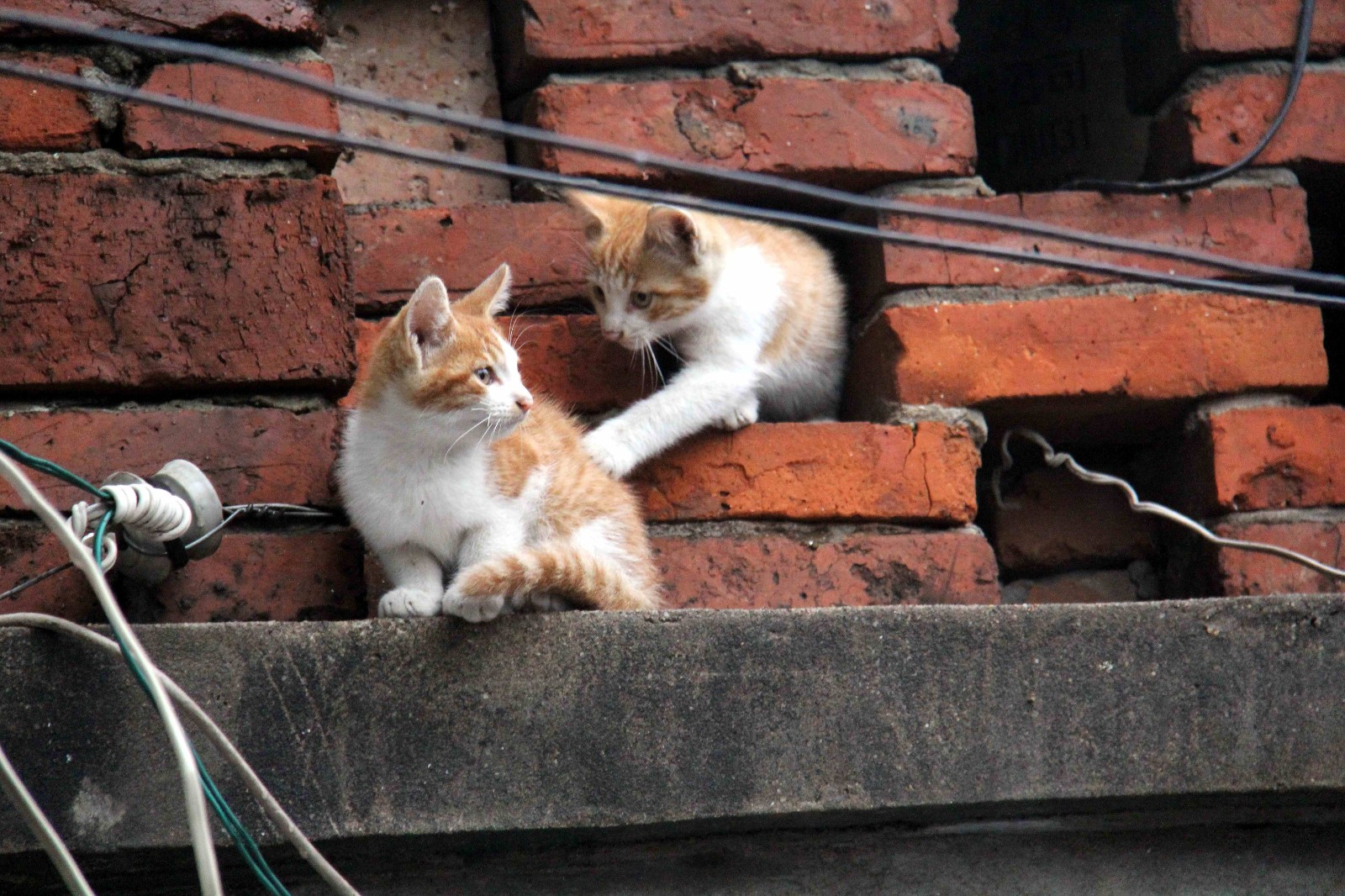 两只可爱的小花猫在雨中找不到妈妈,表情都不淡定了