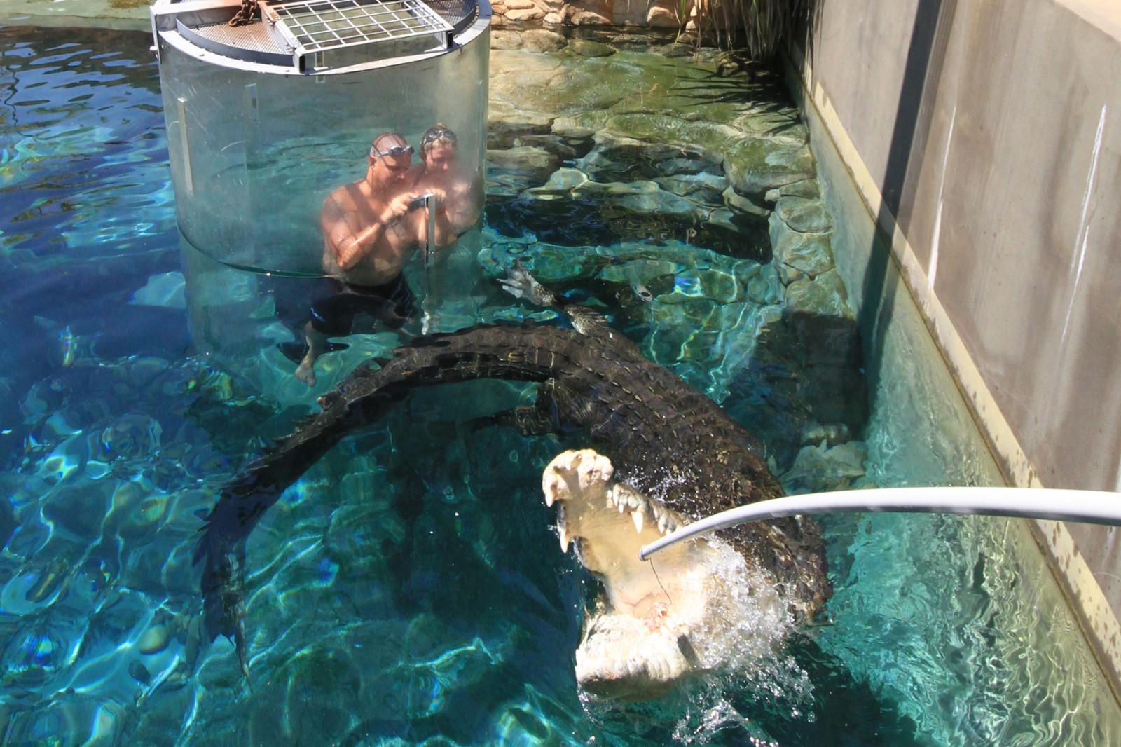 在澳大利亚被关在"死亡之笼",游客与巨型鳄鱼一起游泳