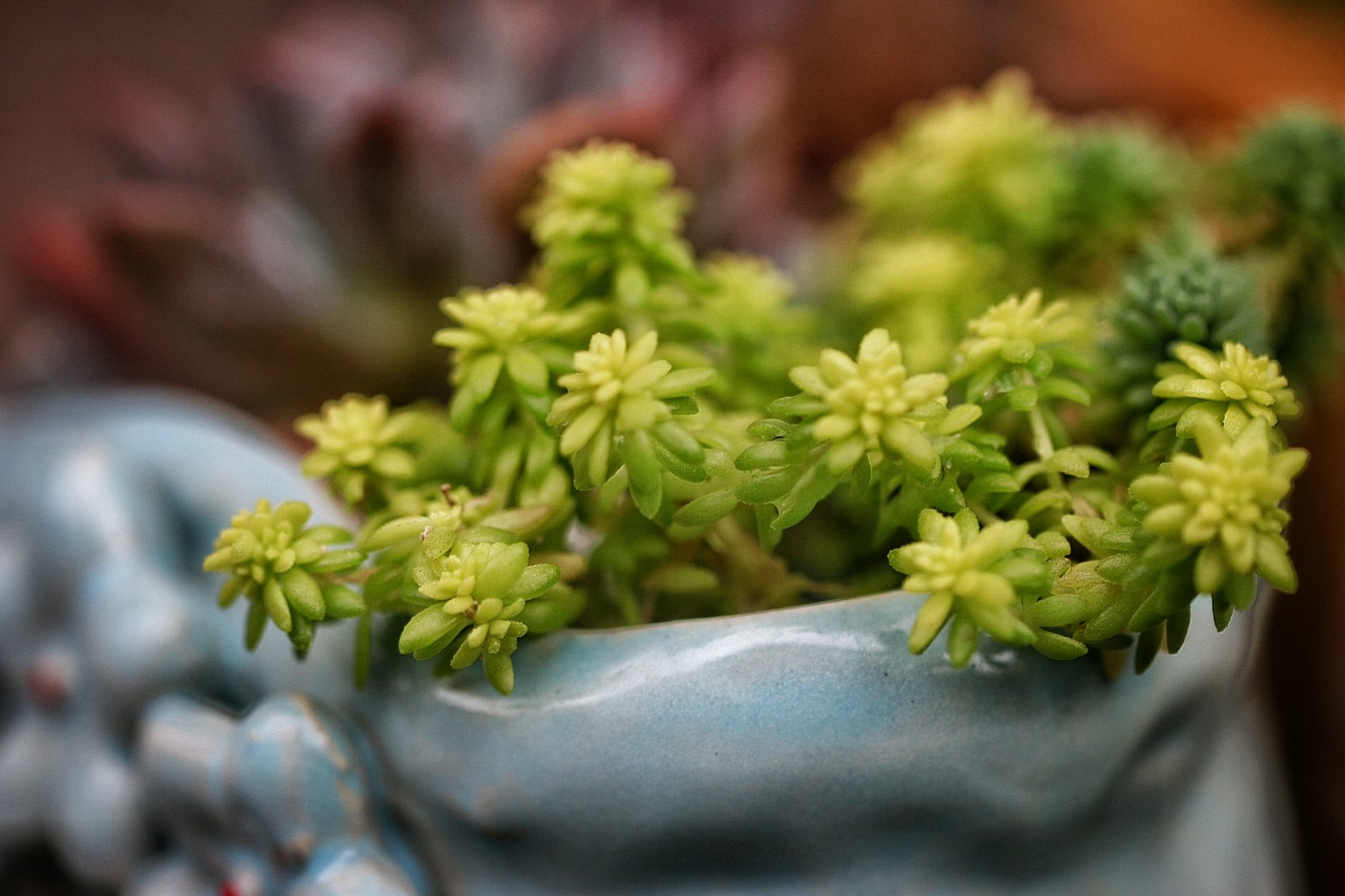 【植物摄影】盆栽肉肉