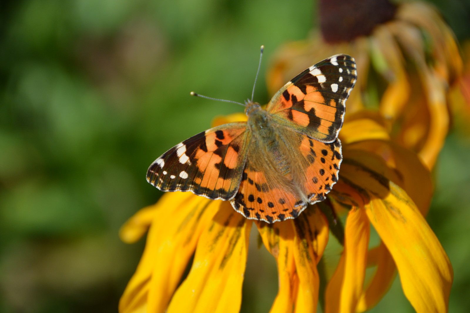 秋天的蛱蝶很温顺,拍于通辽市西拉木伦公园,原创摄影