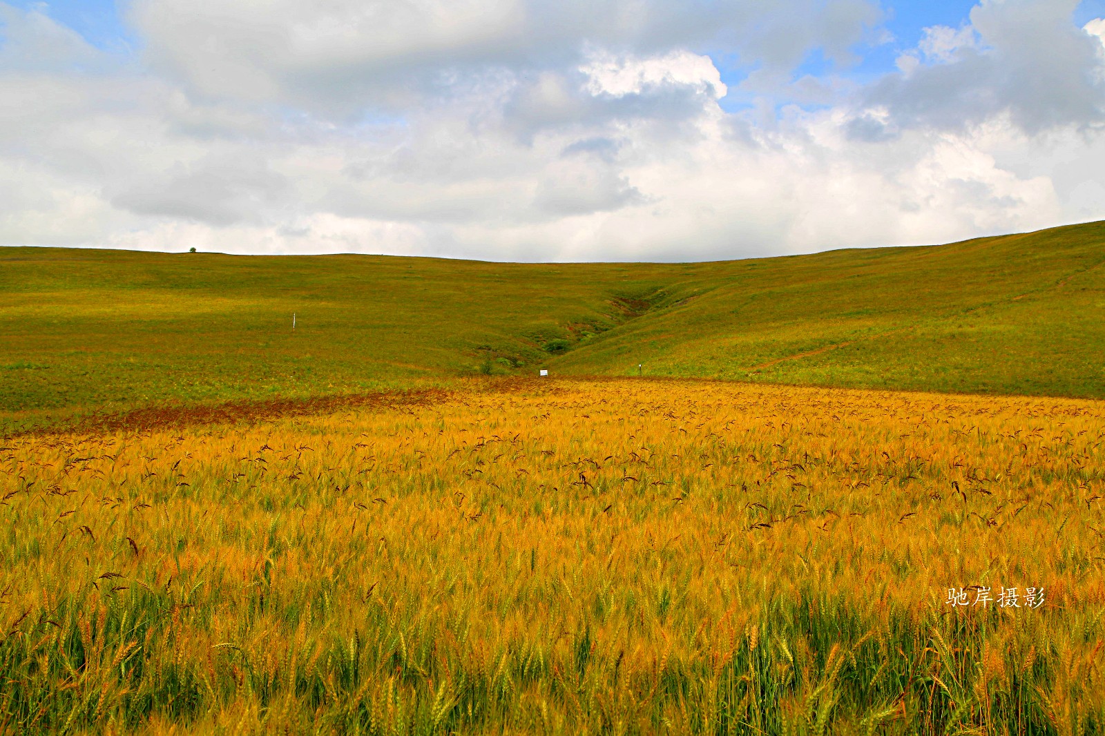 撒欢牧场(拍于内蒙古)