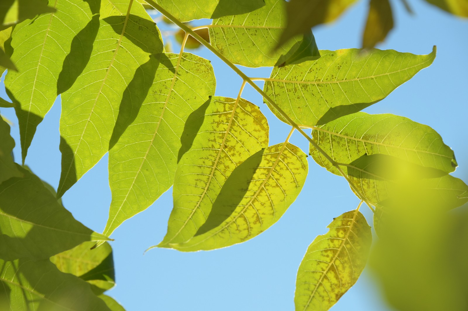 秋天是一个美丽的季节,叶子都很美,秋天的椿树叶,原创摄影