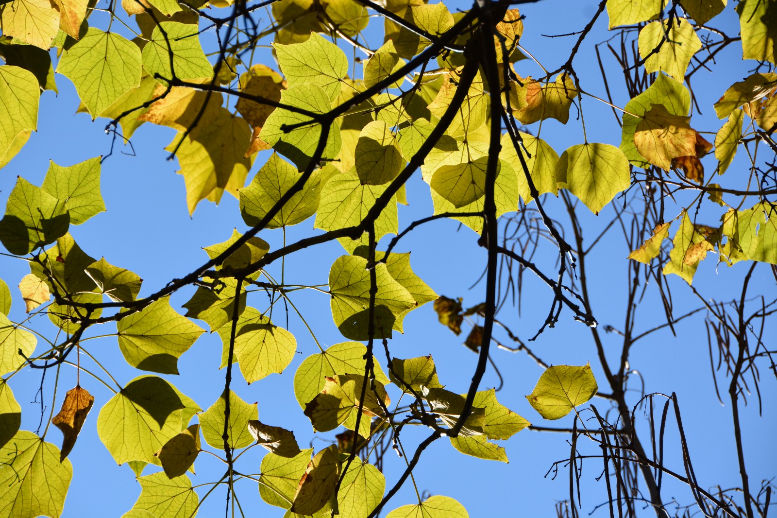 秋天阳光下梓树叶子,美轮美奂,原创摄影