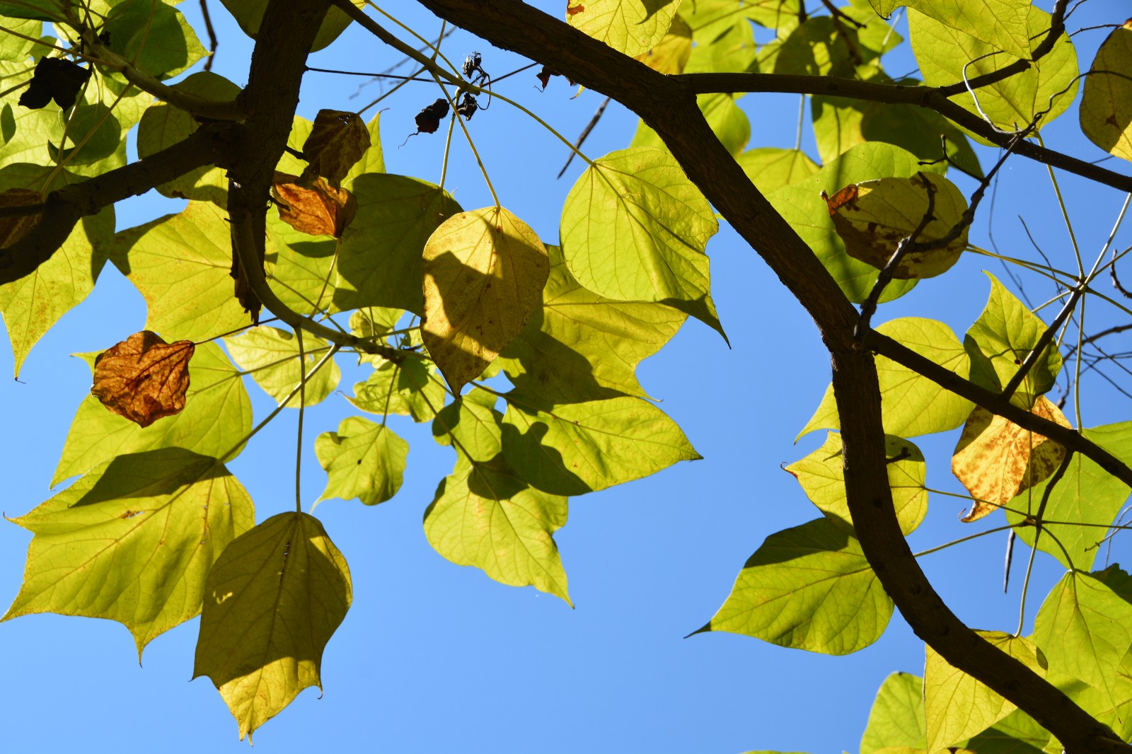 秋天阳光下梓树叶子,美轮美奂,原创摄影