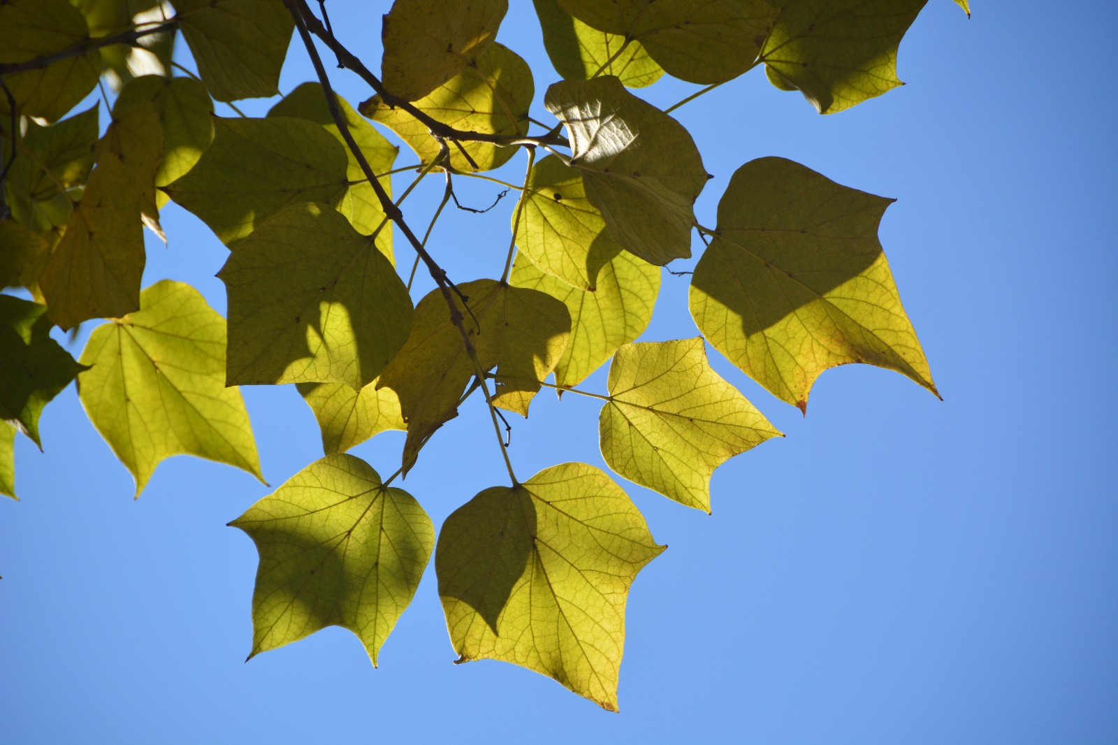 秋天阳光下梓树叶子,美轮美奂,原创摄影
