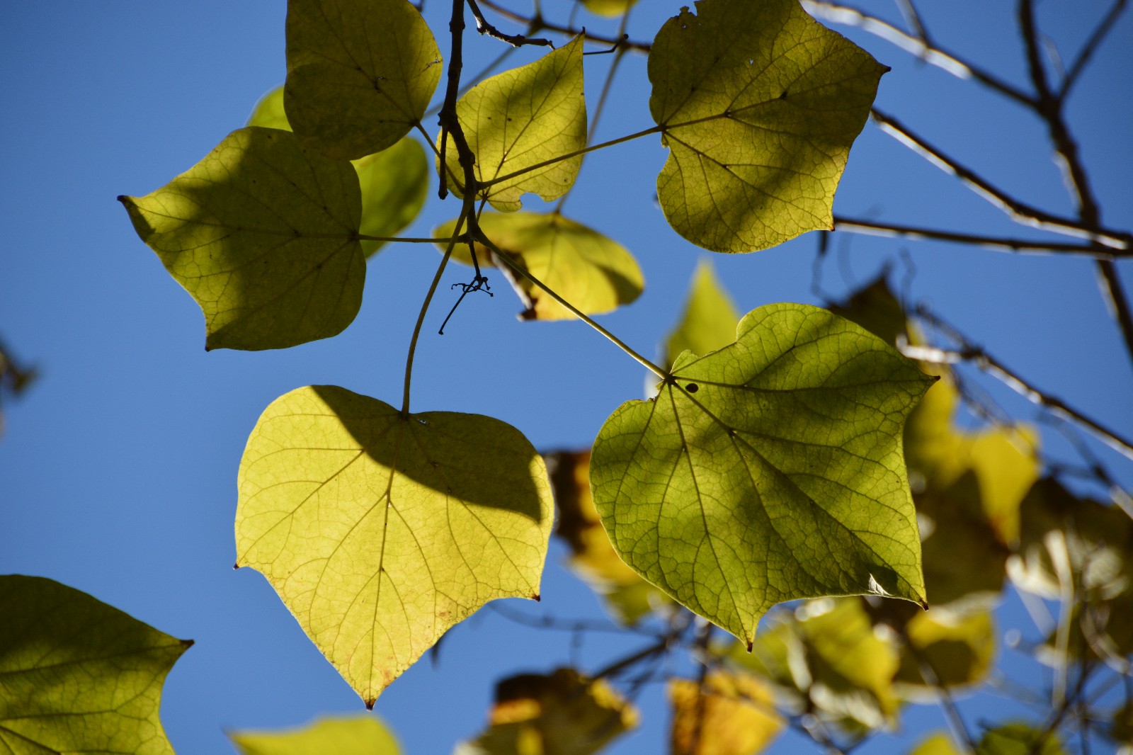 秋天阳光下梓树叶子,美轮美奂,原创摄影