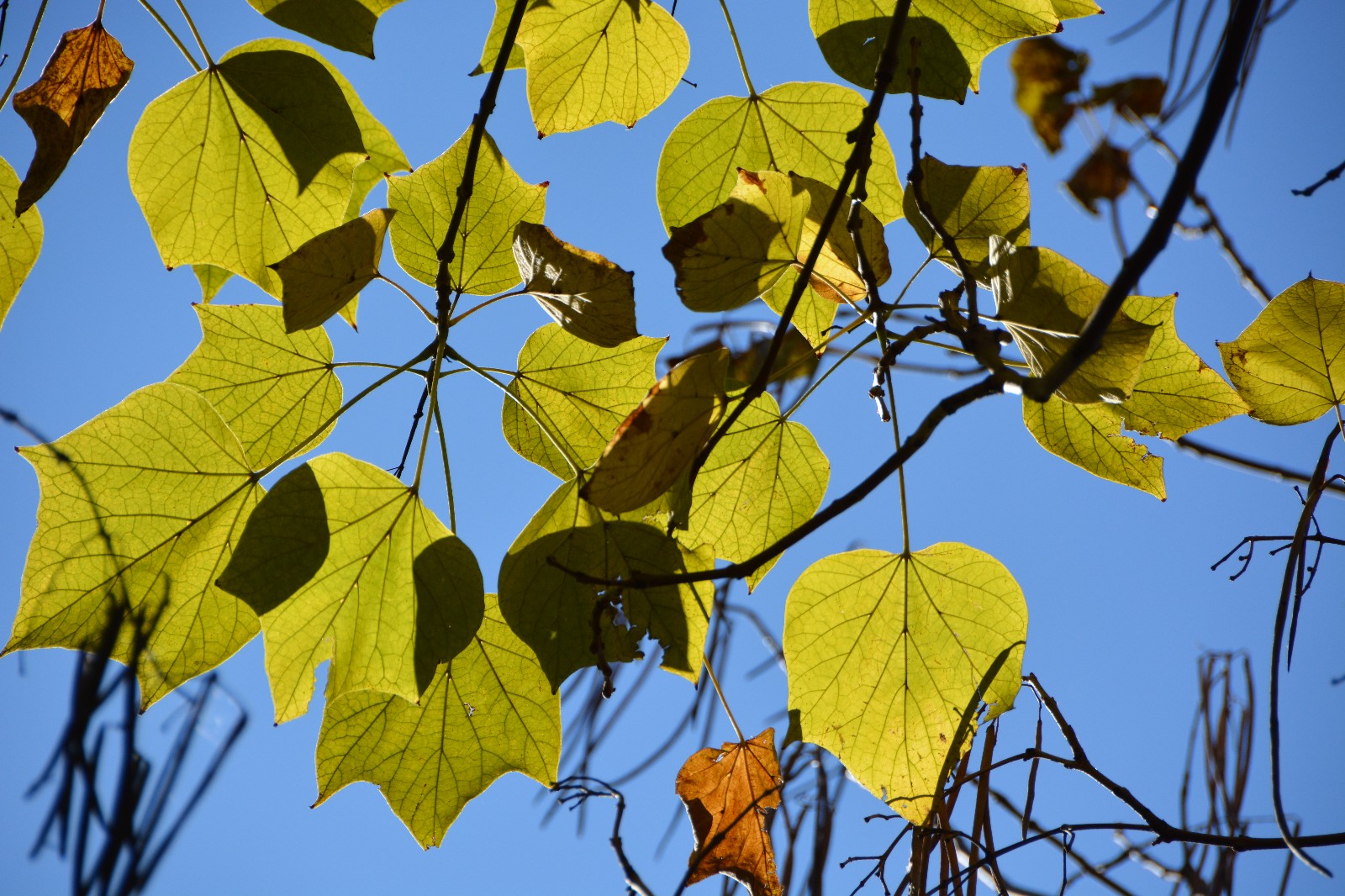 秋天阳光下梓树叶子,美轮美奂,原创摄影