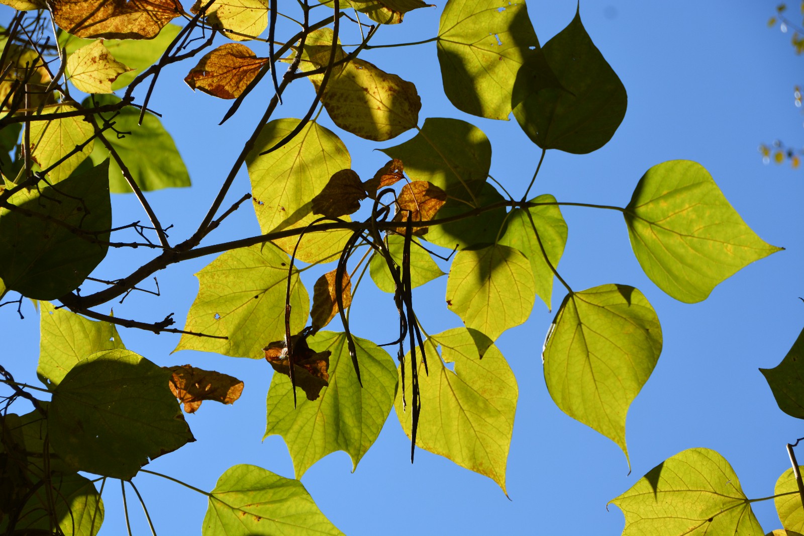 秋天阳光下梓树叶子,美轮美奂,原创摄影