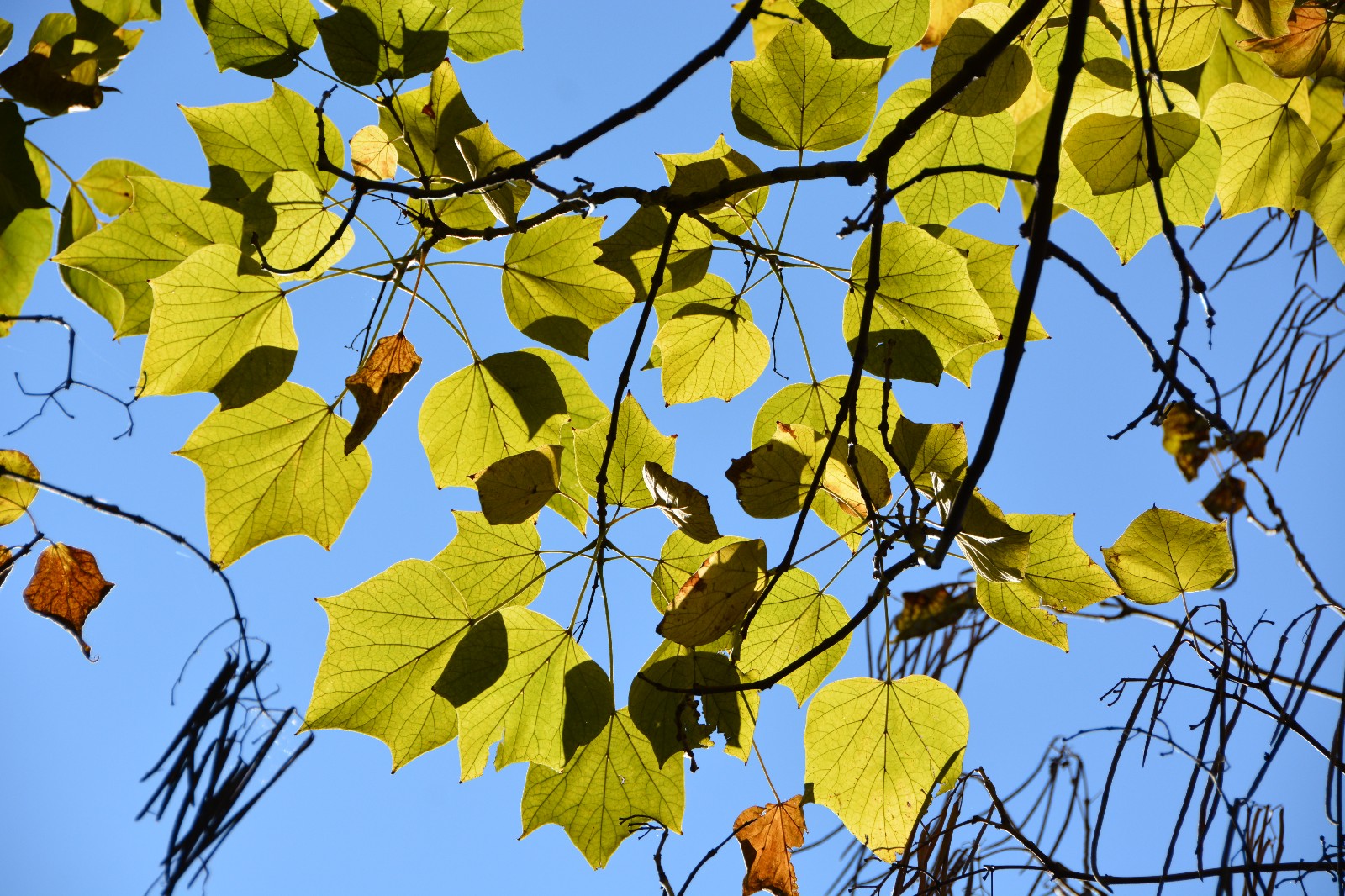 拍到这么美的梓树叶，是小幸运，原创摄影