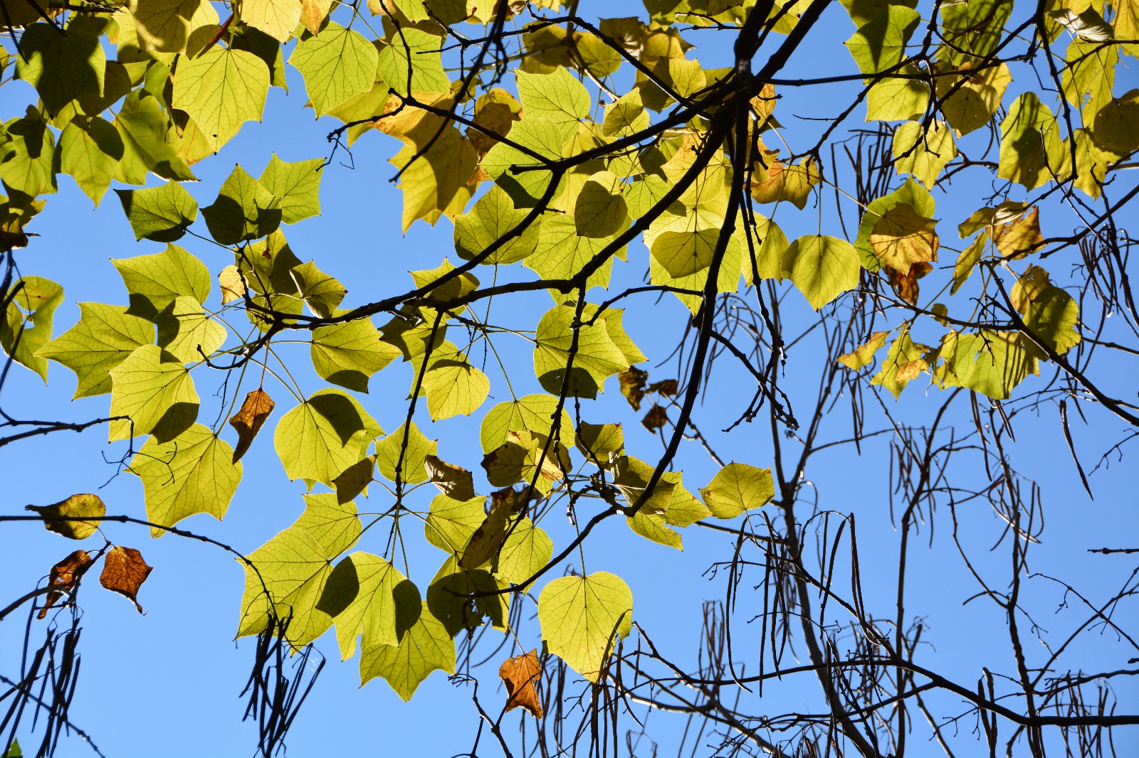 秋天阳光下梓树叶子,美轮美奂,原创摄影