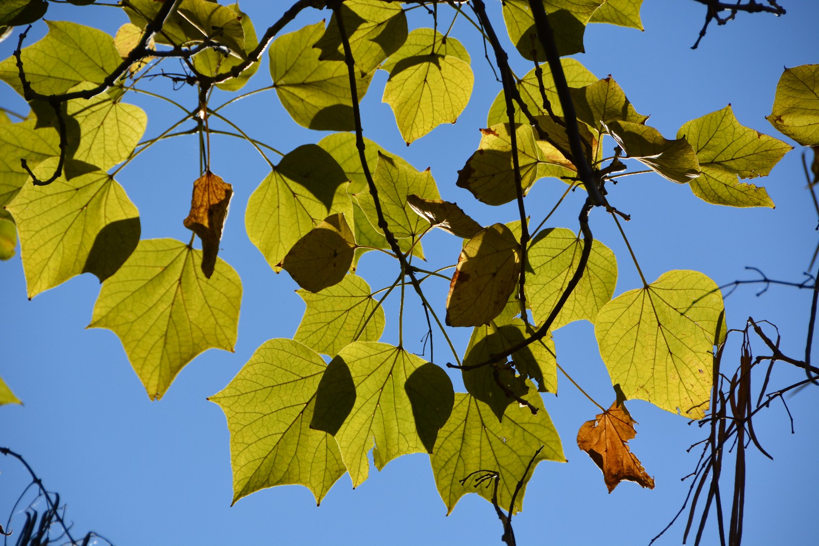 秋天阳光下梓树叶子,美轮美奂,原创摄影