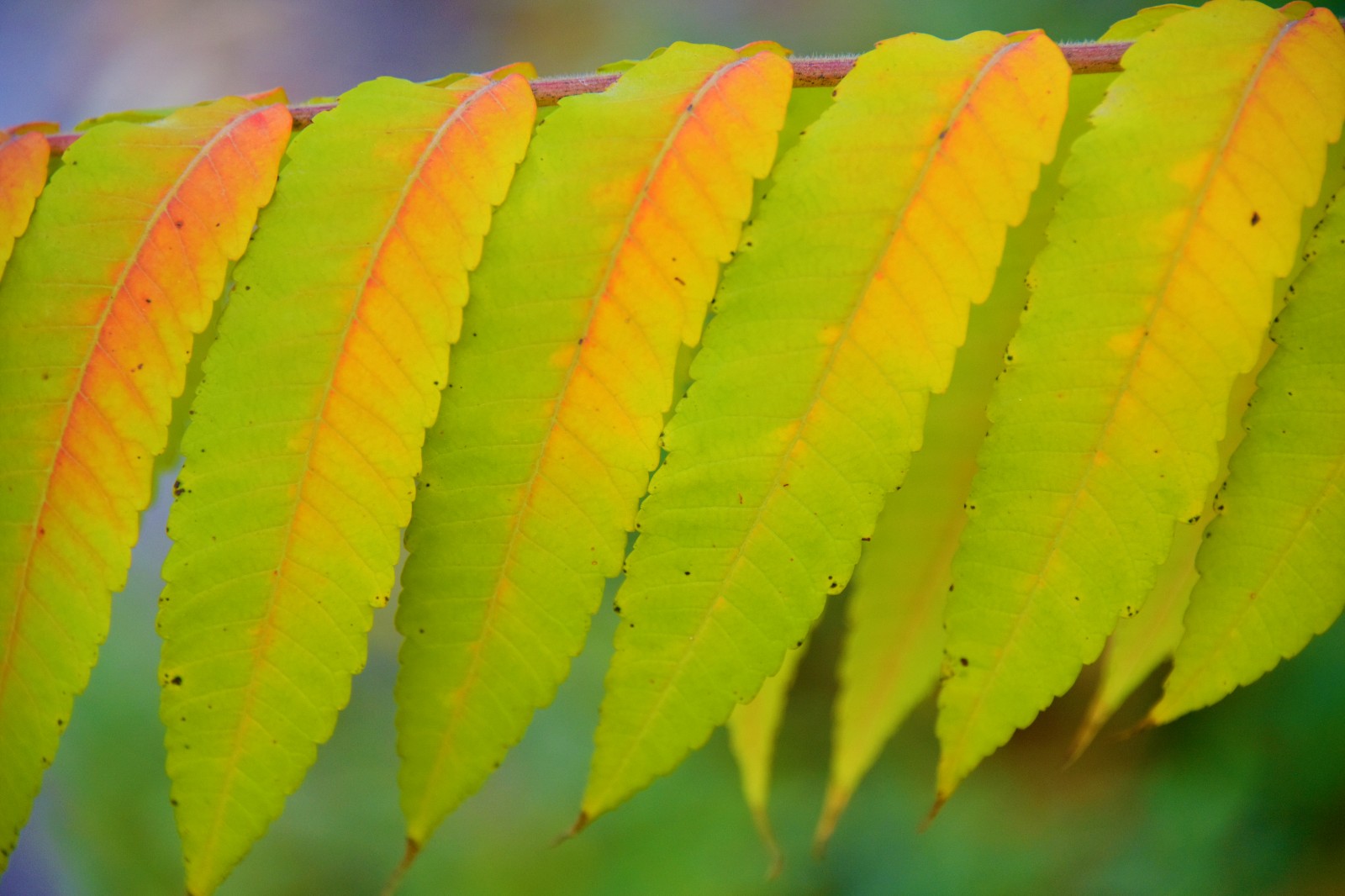 火炬树的叶子站着整齐的队伍迎接欣赏它们的人原创摄影